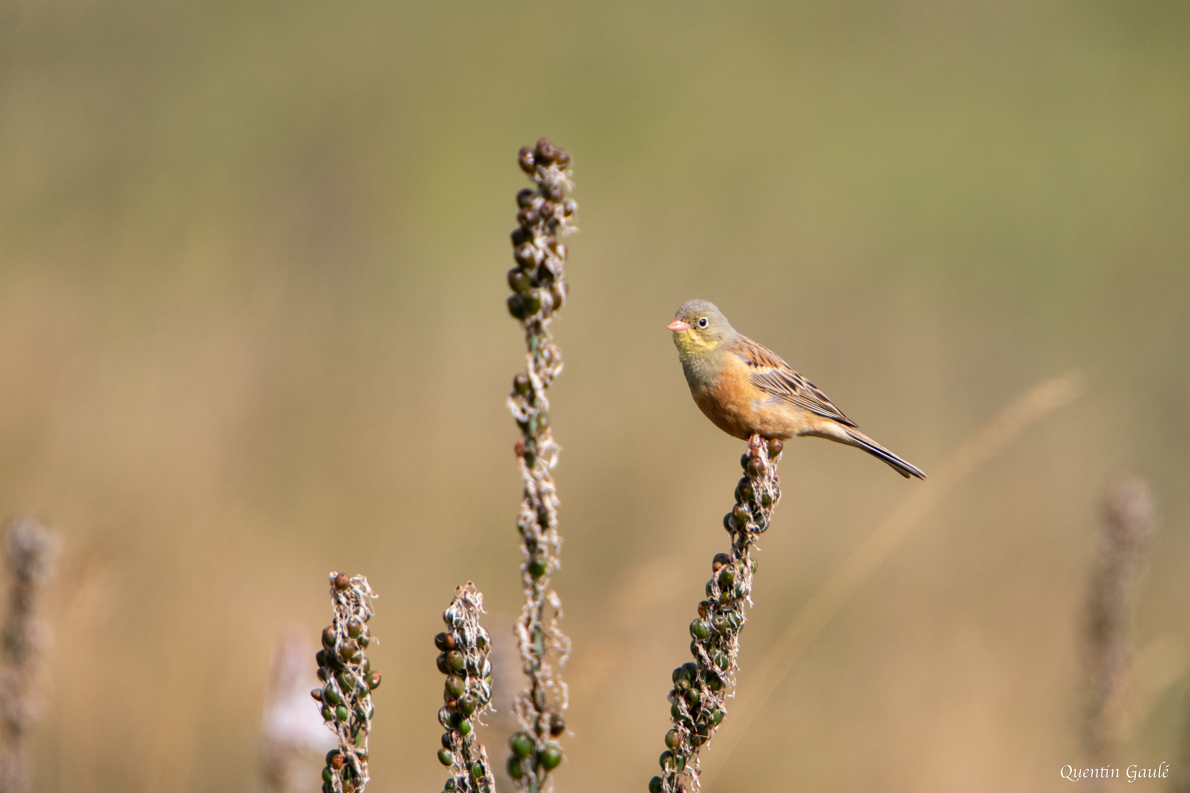 Bruant ortolan (Emberiza hortulana) - Col du Pourtalet, Laruns, Pyrénées-Atlantiques (64)