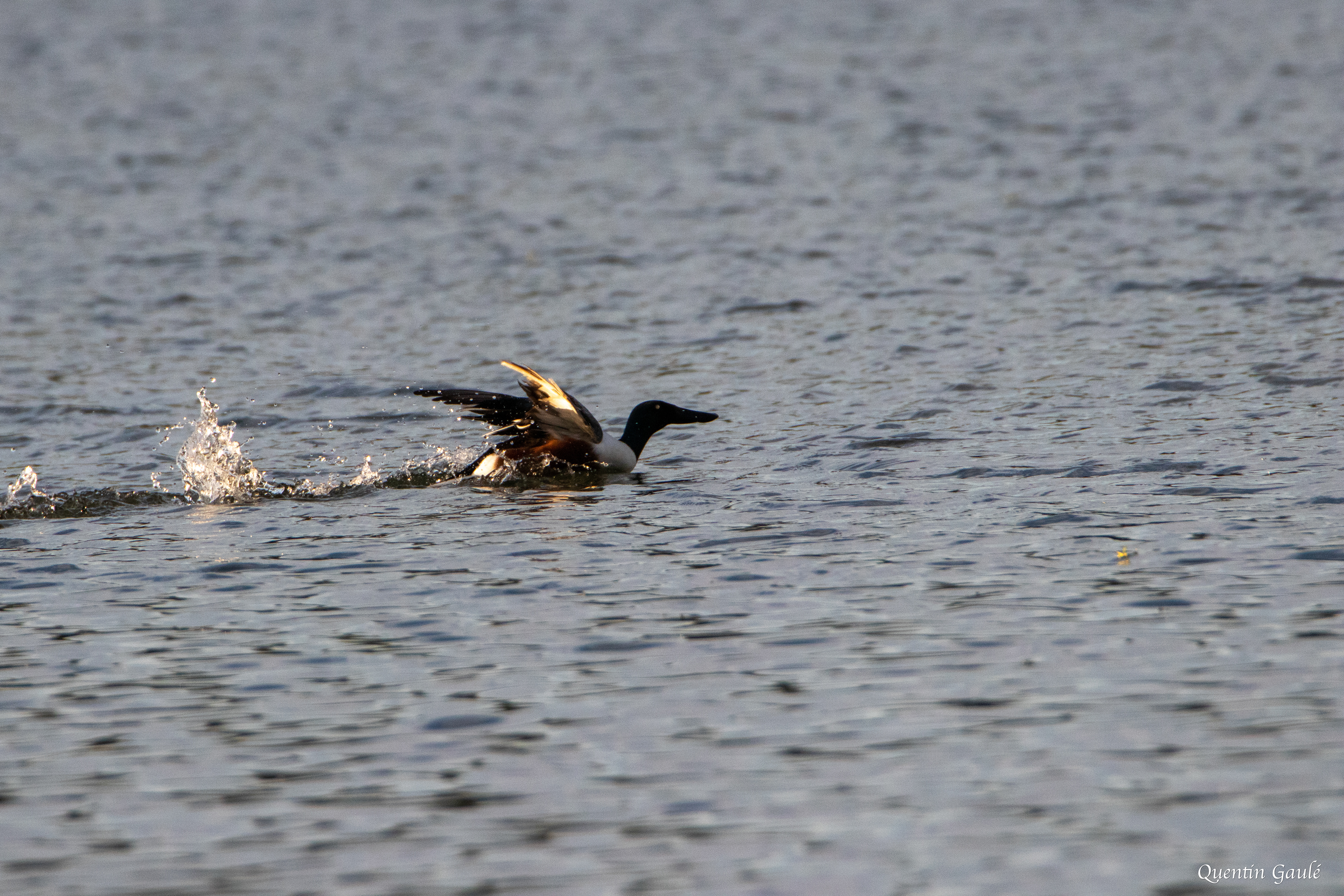 Canard souchet (Spatula clypeata) - Lac d'Orthez, Pyrénées-Atlantiques (64)