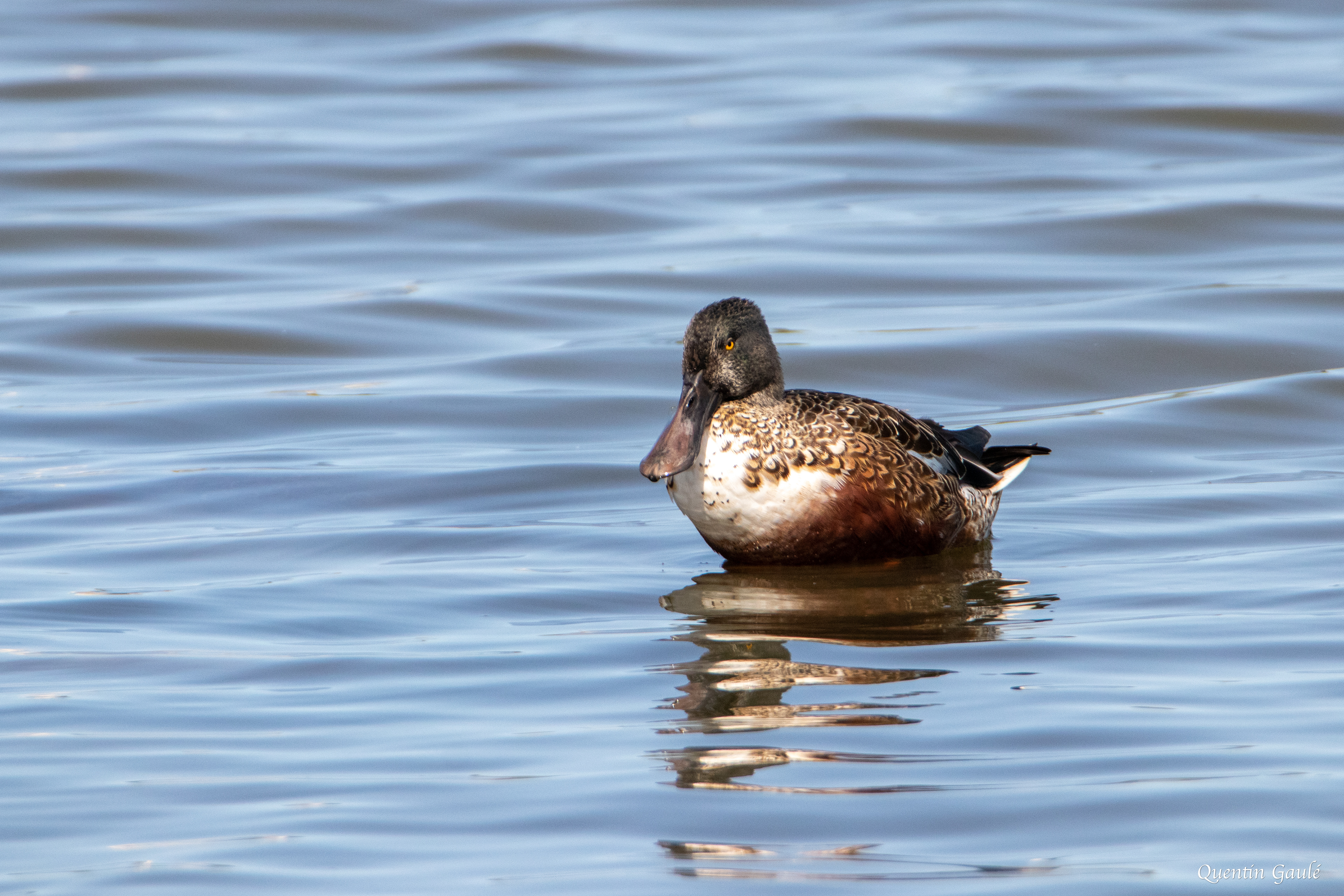 Canard souchet (Spatula clypeata) - Réserve ornithologique du Teich, Gironde (33)