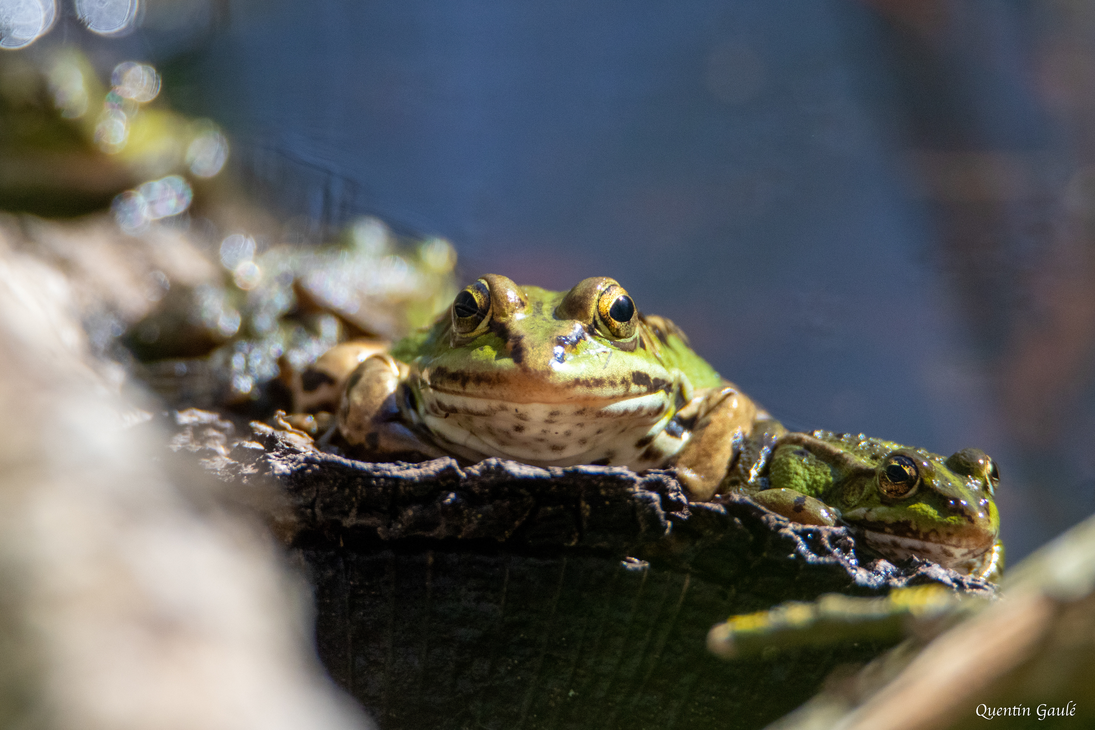 Grenouille rieuse (Pelophylax ridibundus) - Réserve Naturelle Nationale de l'Étang de la Horre (10)