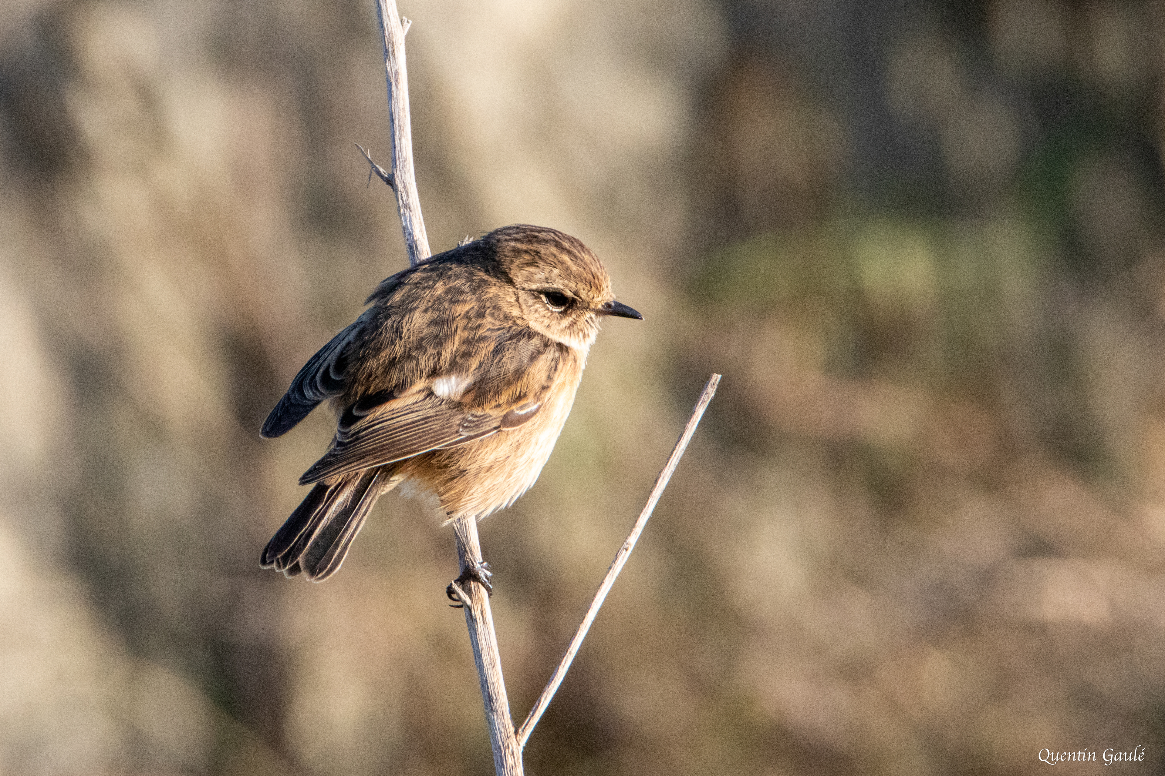 Tarier pâtre (Saxicola rubicola) - Andernos-les-Bains (33)