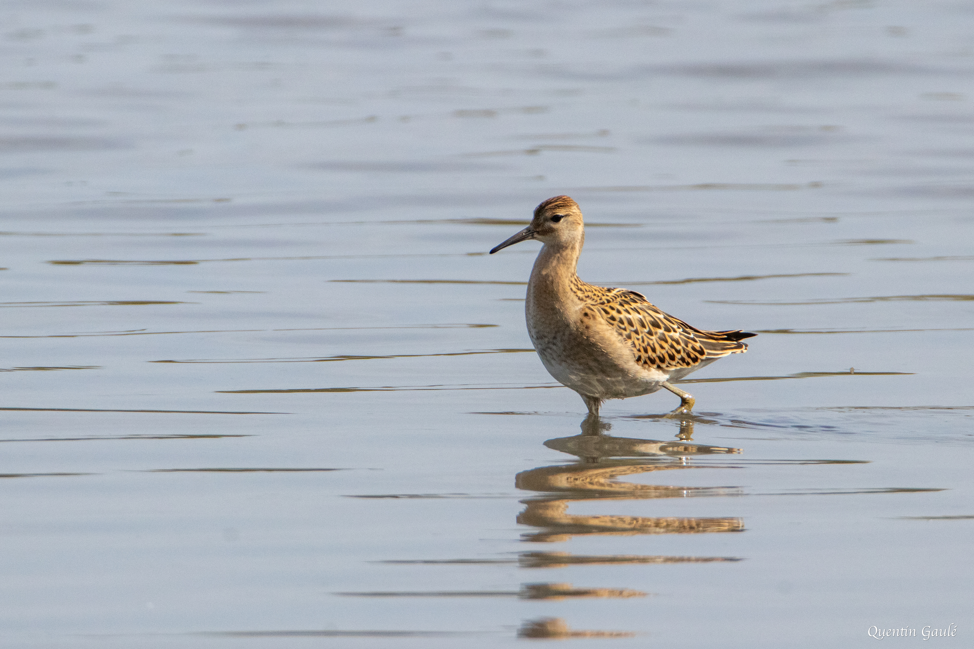 Combattant varié (Calidris pugnax) - Réserve ornithologique du Teich (33)