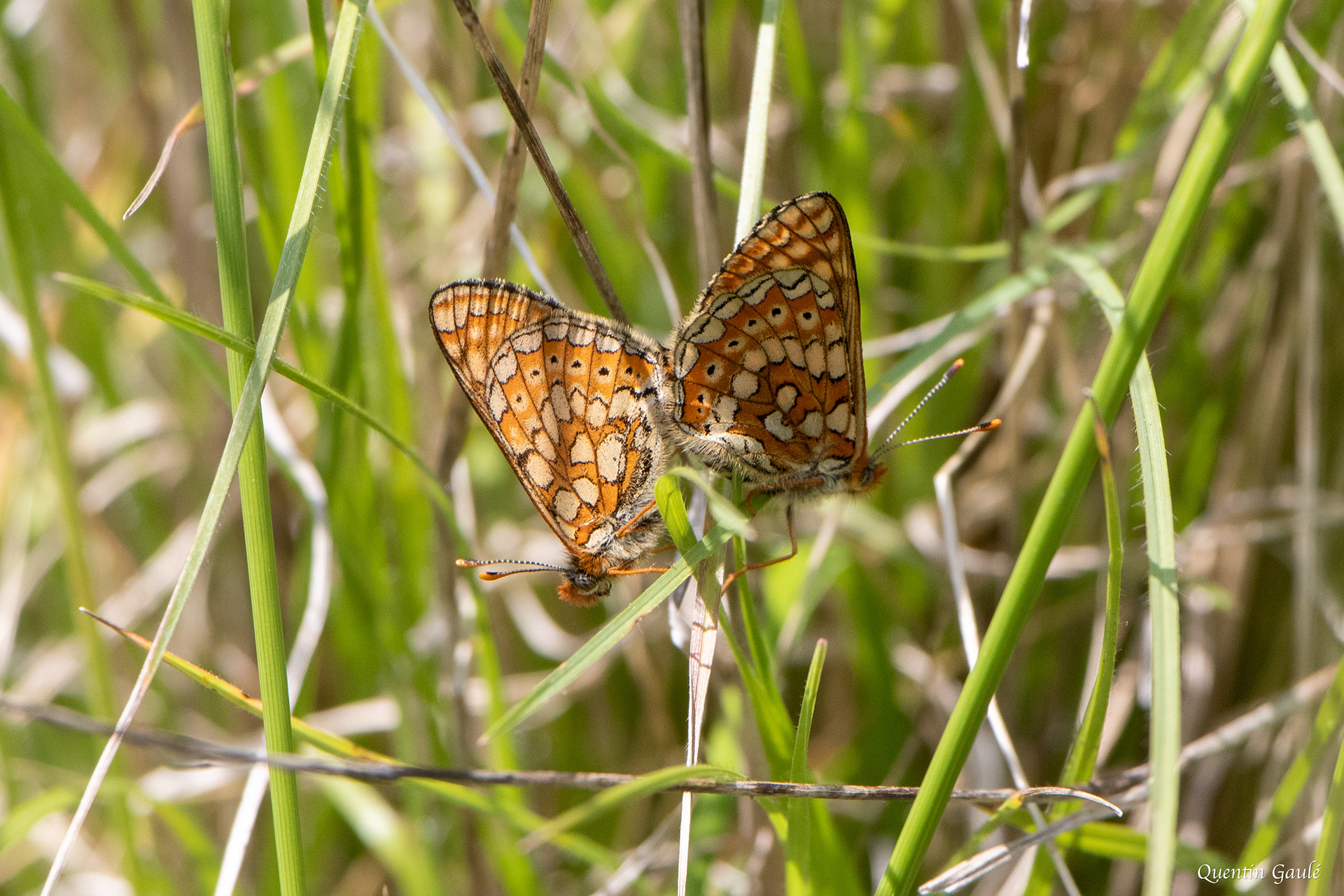 Damier de la succise (Euphydryas aurinia) - Auch (32)