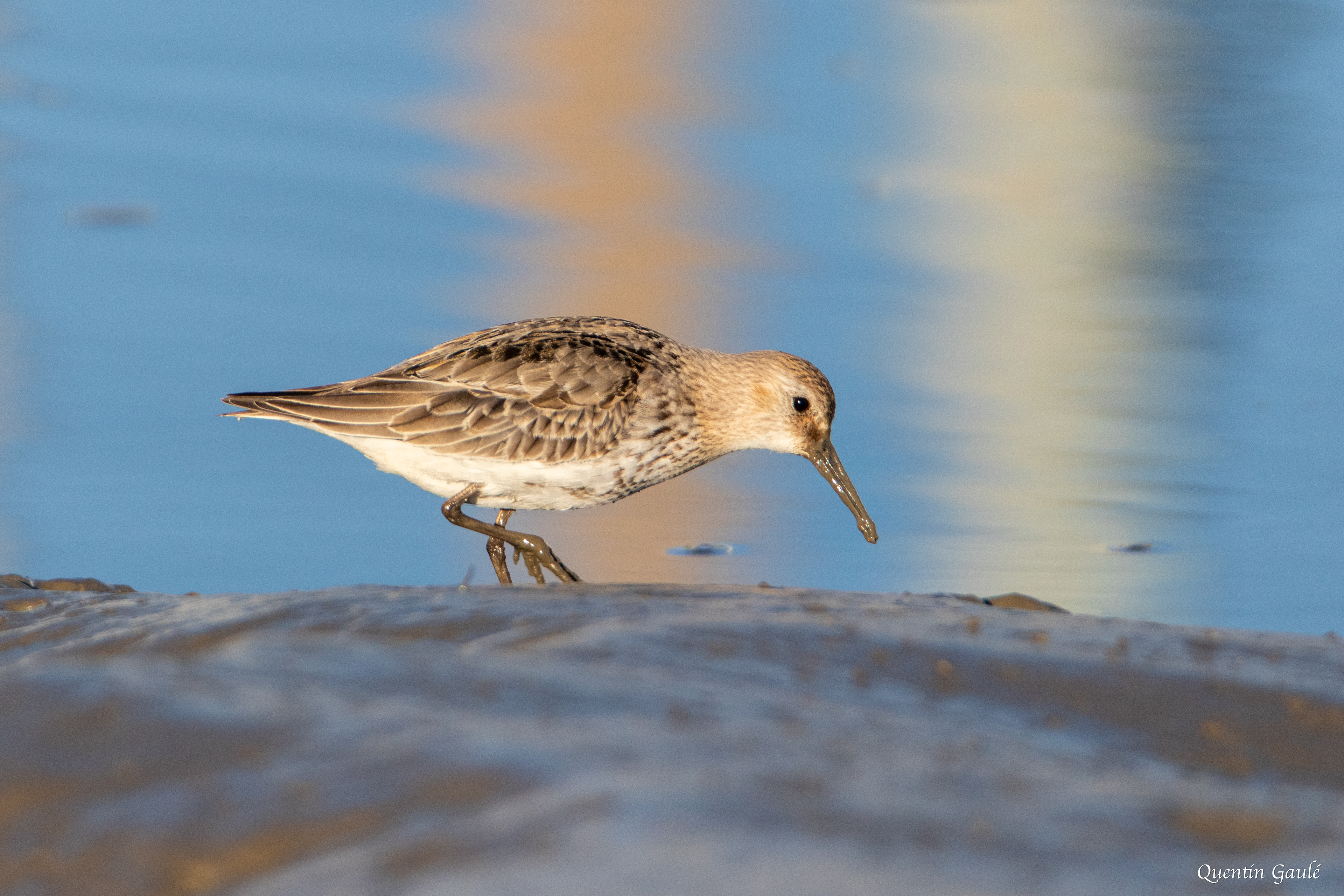 Bécasseau variable (Calidris alpina) - Andernos-les-Bains (33)