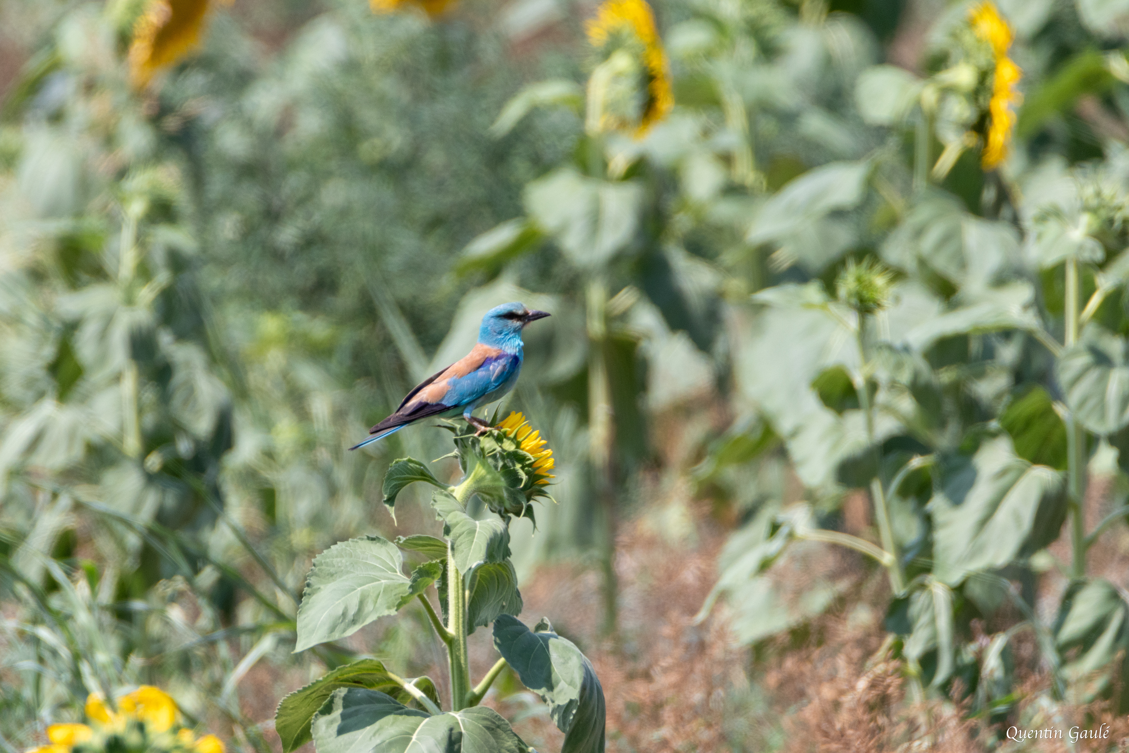 Rollier d'Europe (Coracias garrulus) - Castelló d'Empúries, Catalogne (Espagne)