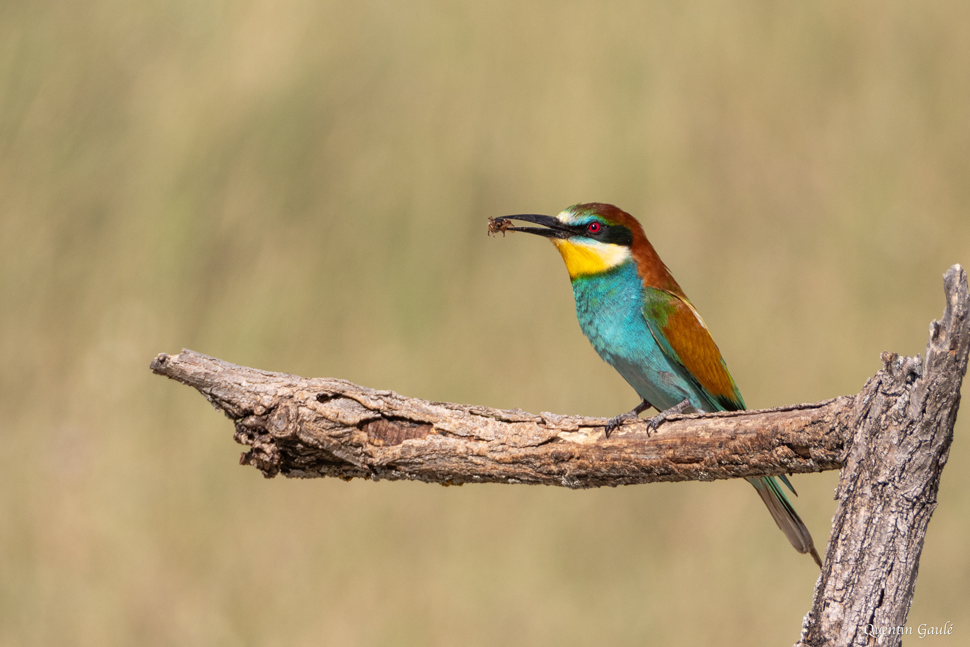 Guêpier d'Europe (Merops apiaster) - Pitillas, Navarre (Espagne)