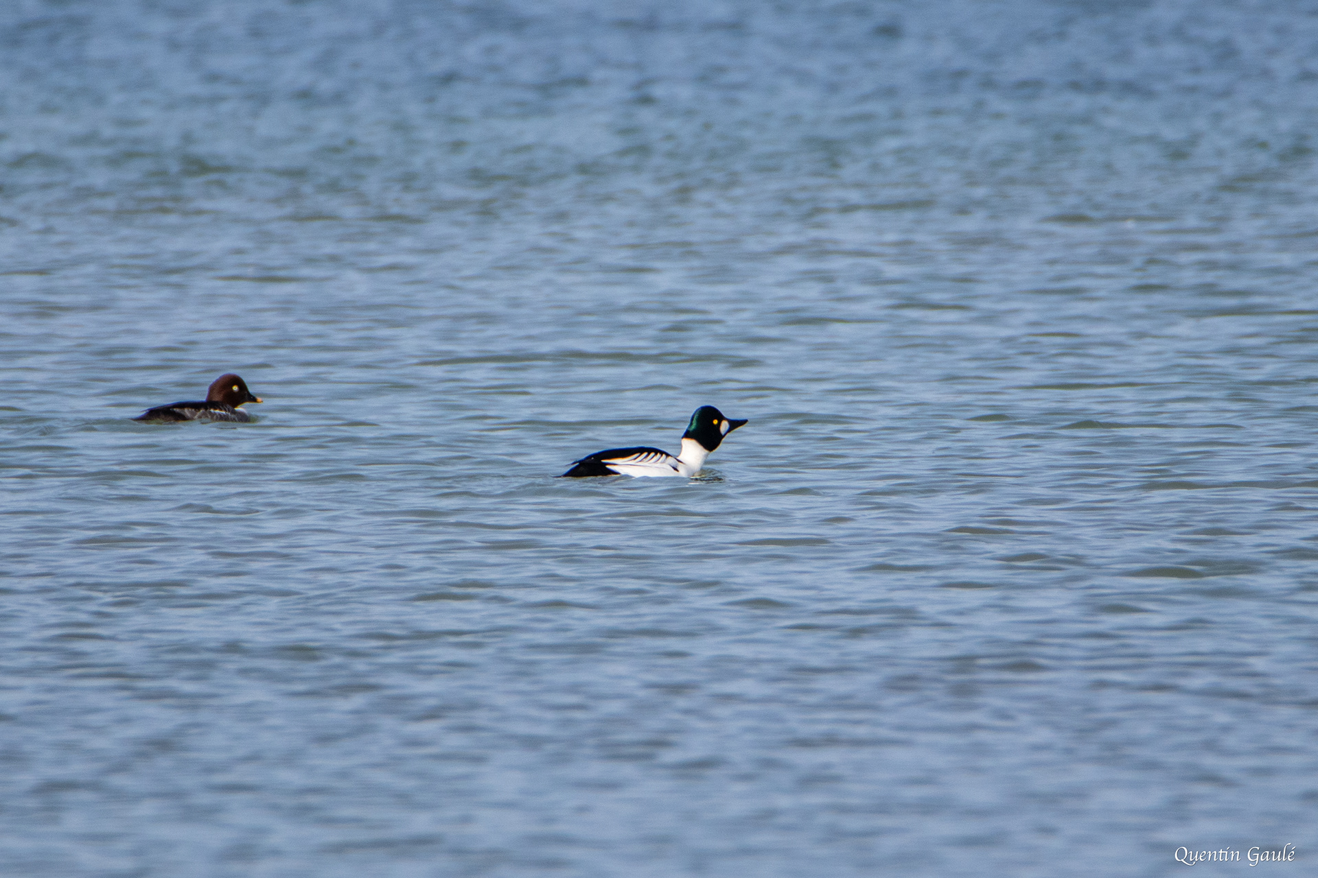 Garrot à œil d'or (Bucephala clangula) - Lac du Der-Chantecoq, Marne (51)