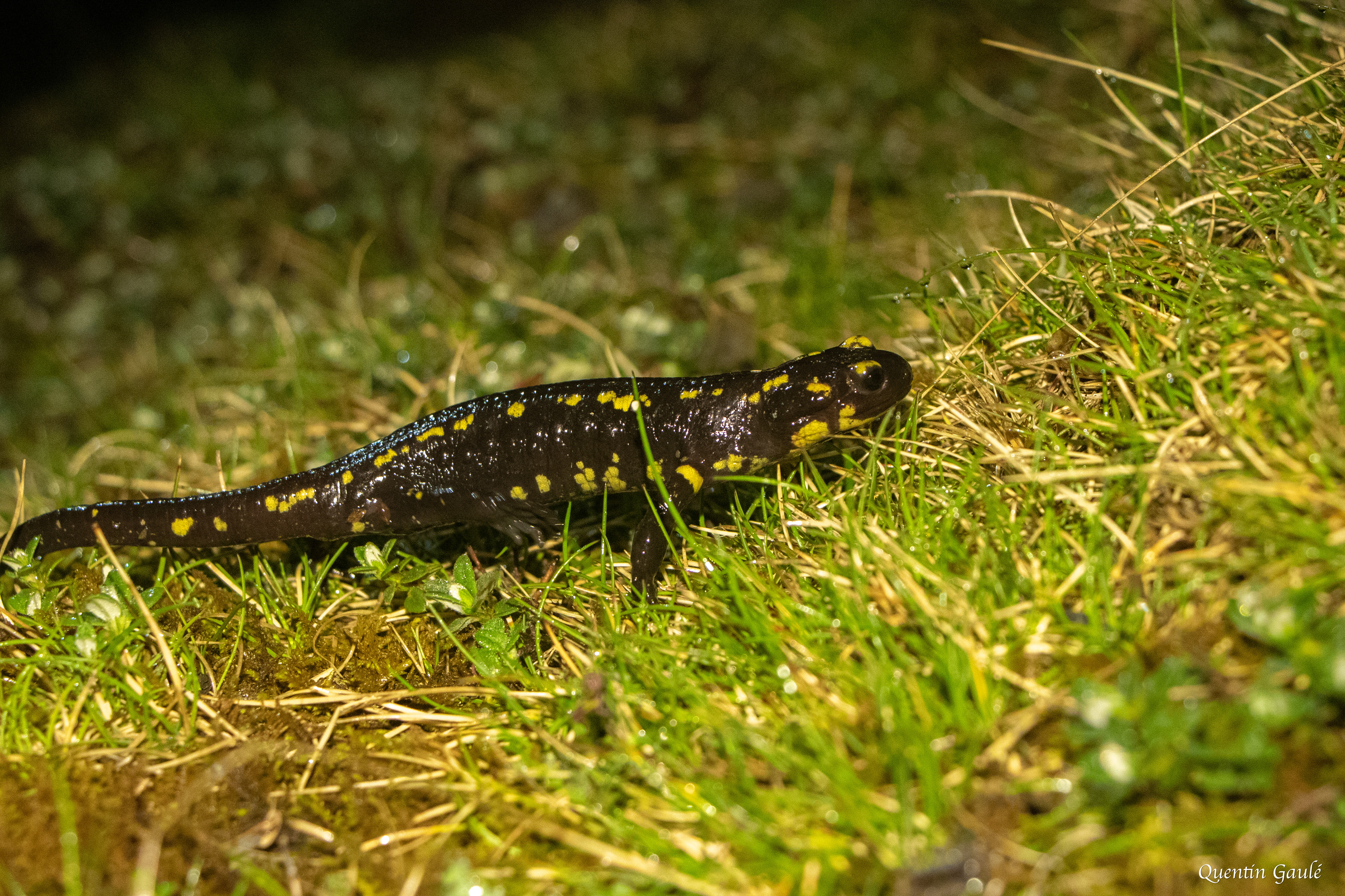 Salamandre tachetée (Salamandra salamandra) - Gourette, Eaux-Bonnes (64)