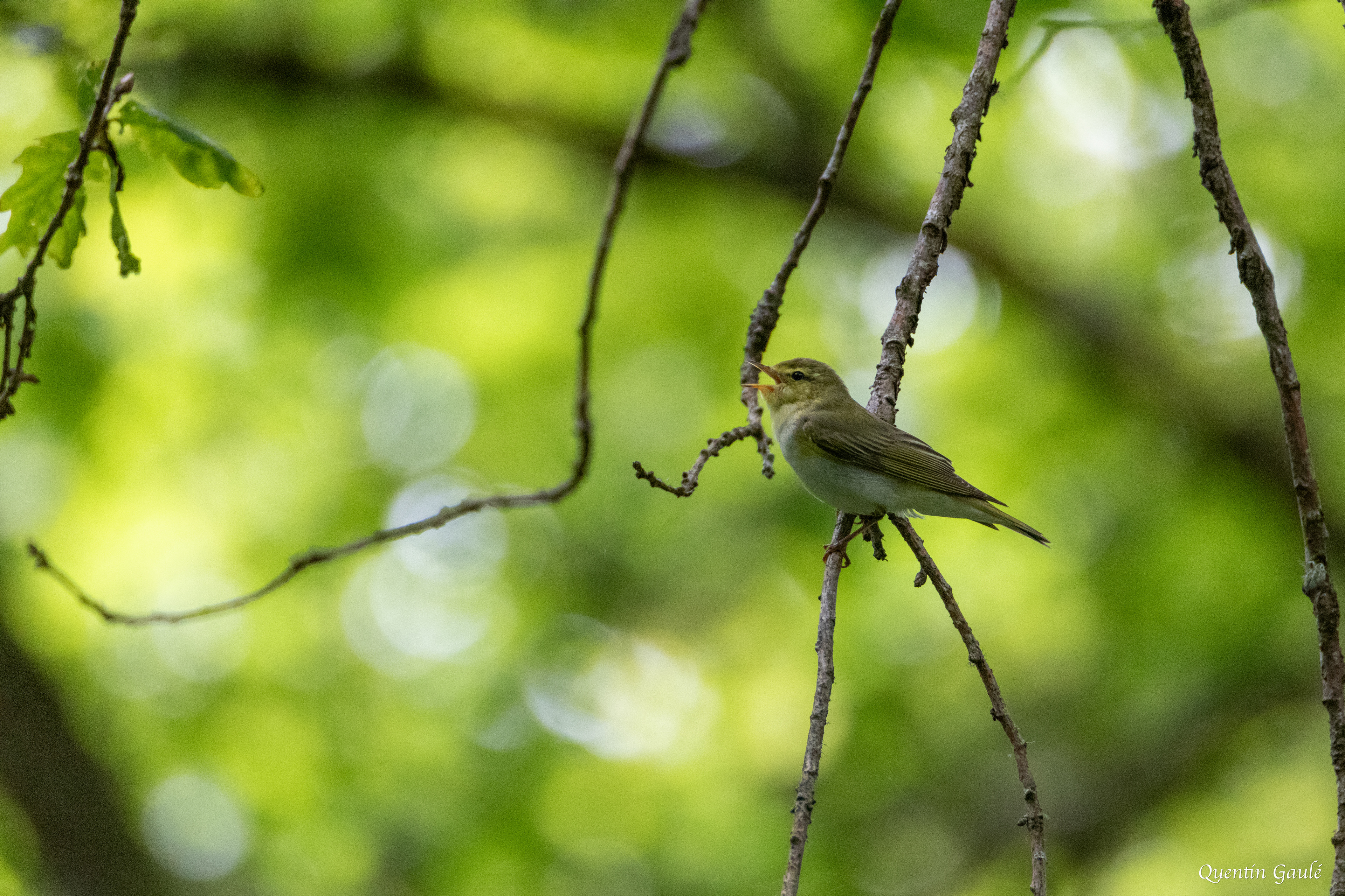 Pouillot siffleur (Phylloscopus sibilatrix) - Saint-Pardoux-Morterolles (23)