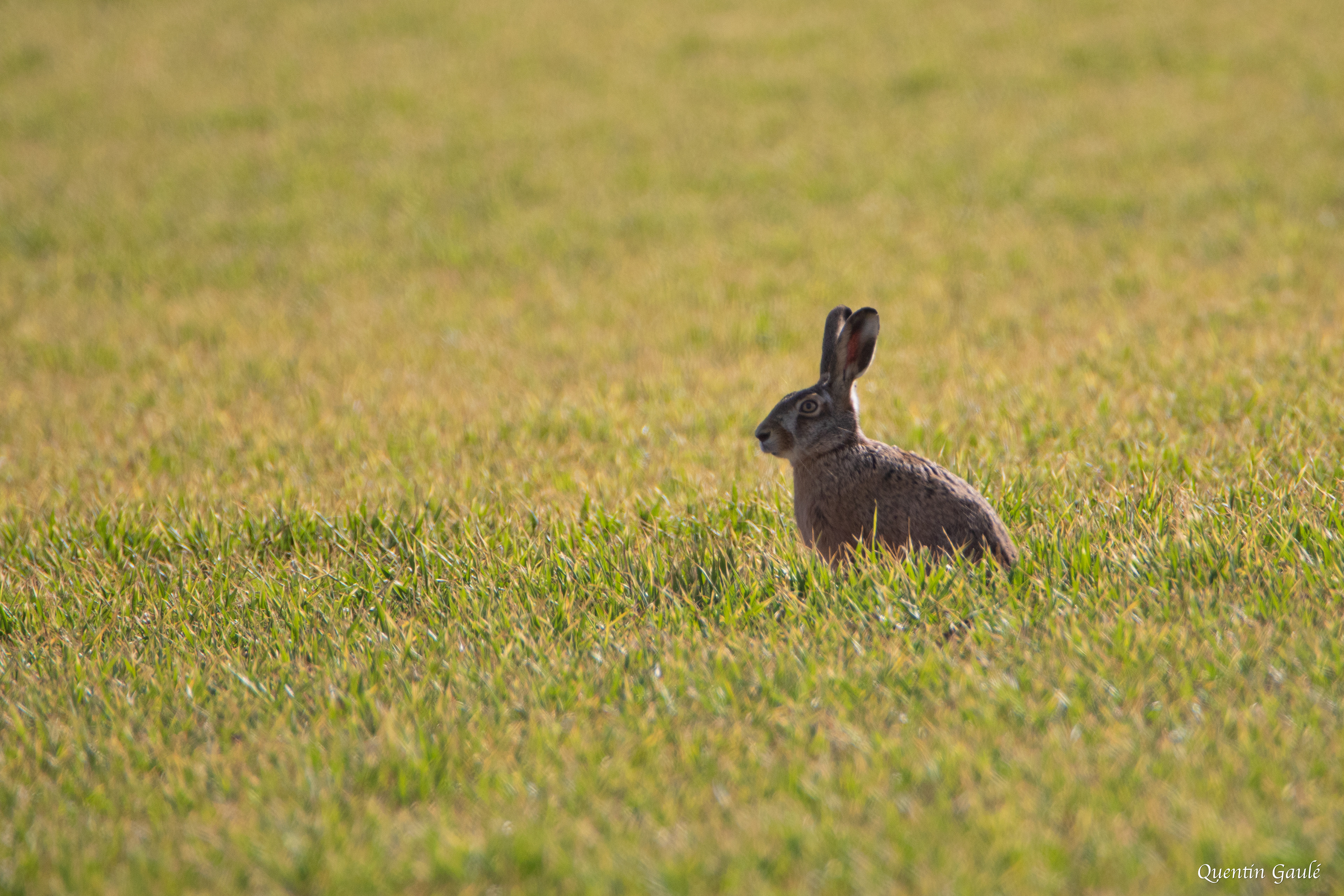 Lièvre d'Europe (Lepus europaeus) - Planrupt (52)