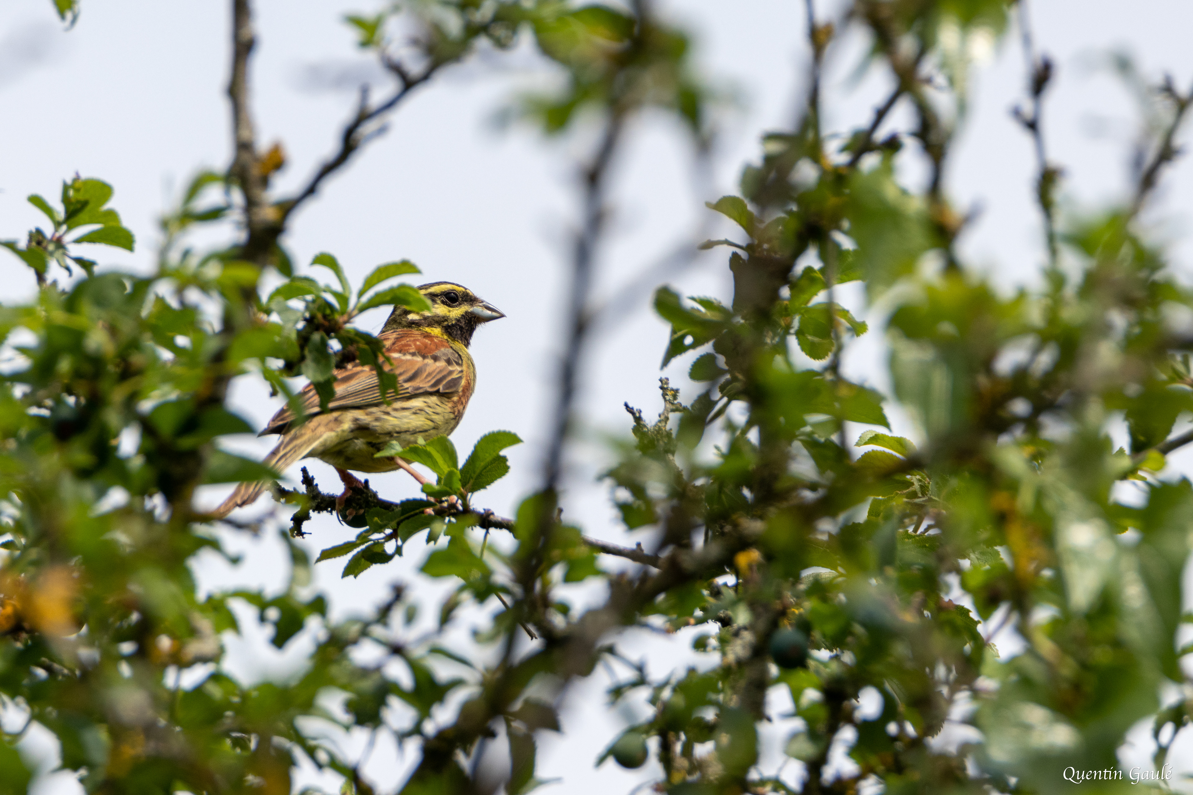 Bruant zizi (Emberiza cirlus) - Saint-Romain, Vienne (86)
