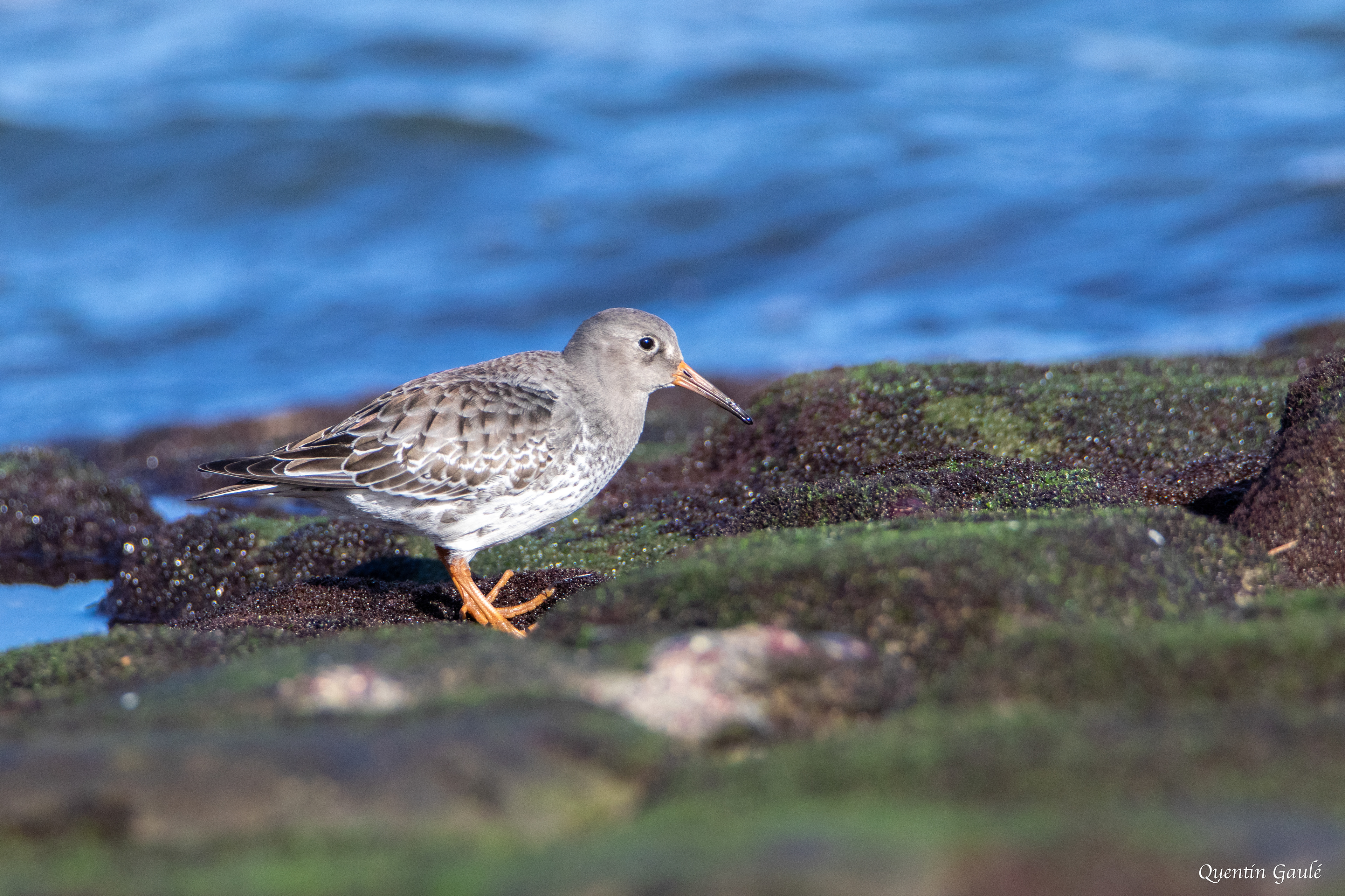 Bécasseau violet (Calidris maritima) - Anglet (64)