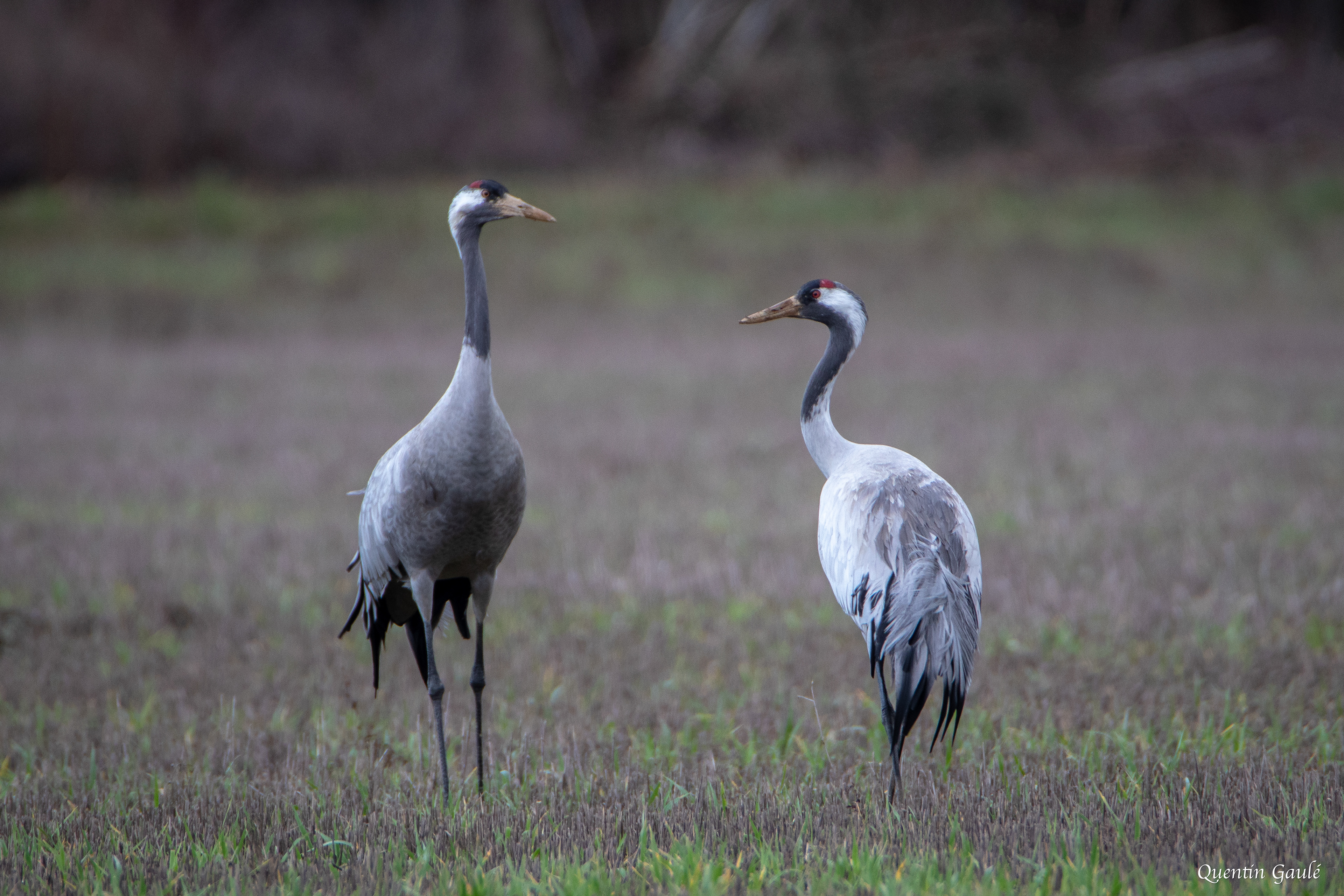 Grue cendrée (Grus grus) - Châtillon-sur-Broué (10)