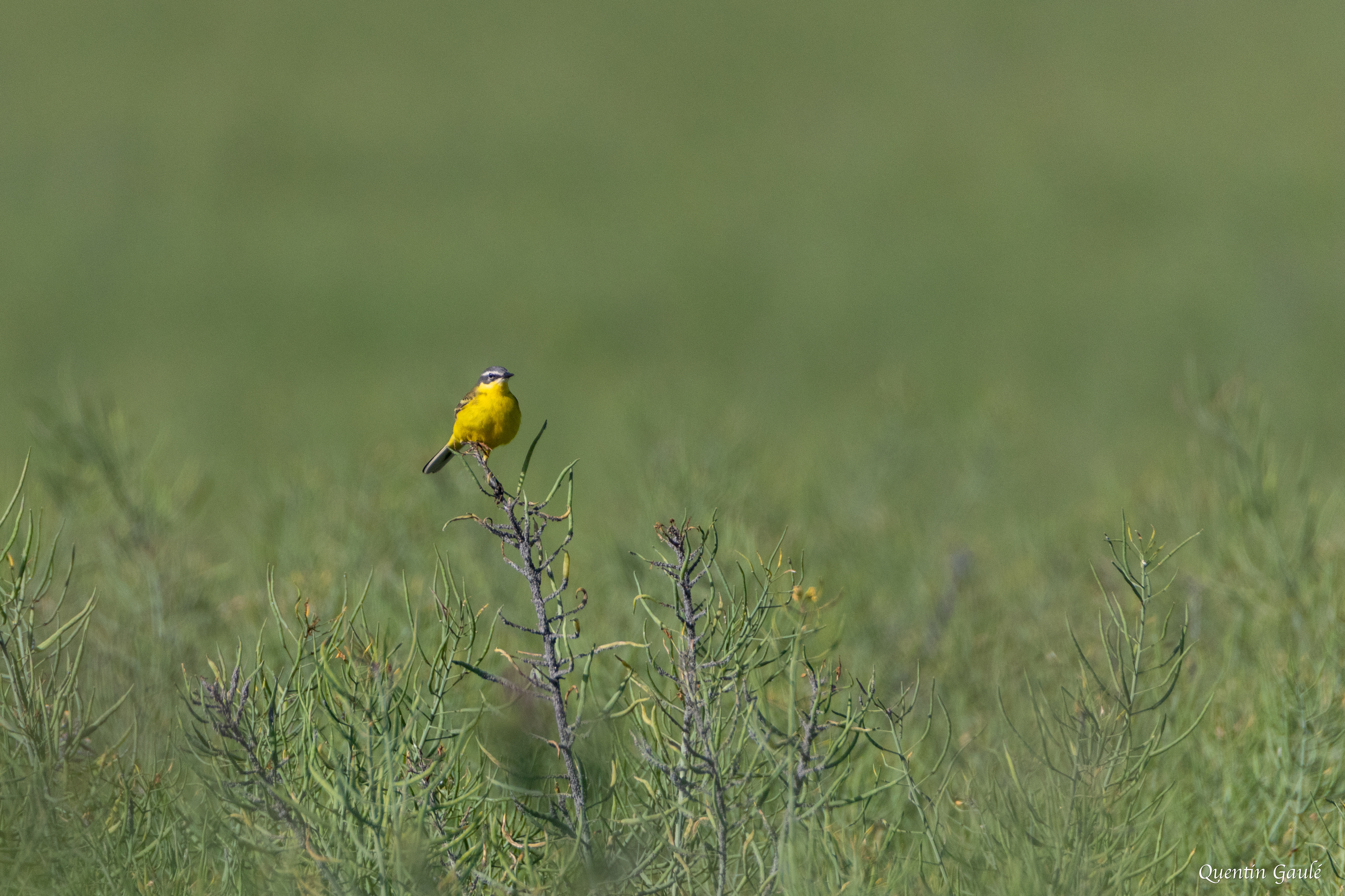 Bergeronnette printanière (Motacilla flava) - Chaunay, Vienne (86)