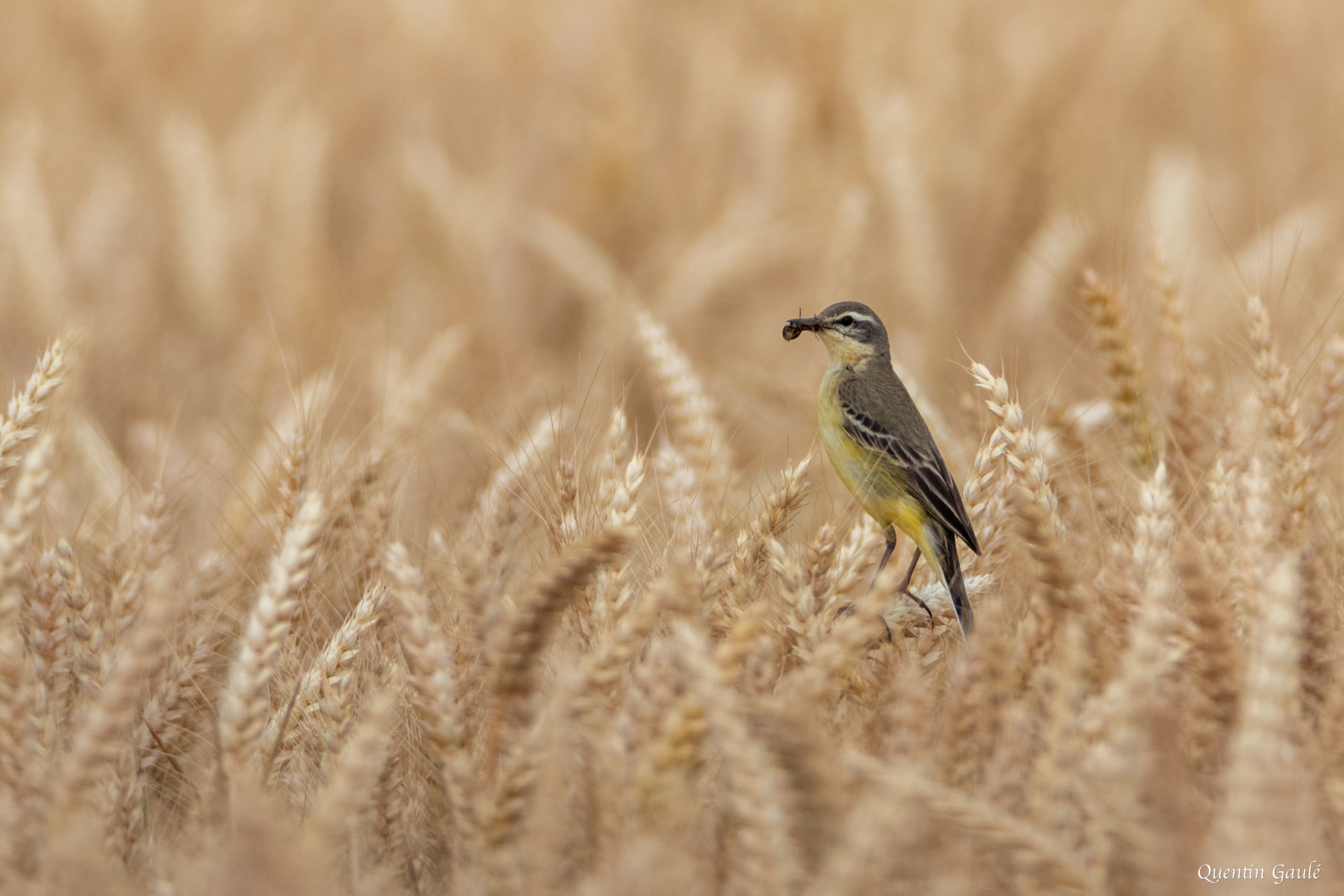 Bergeronnette printanière (Motacilla flava) - Romagne, Vienne (86)