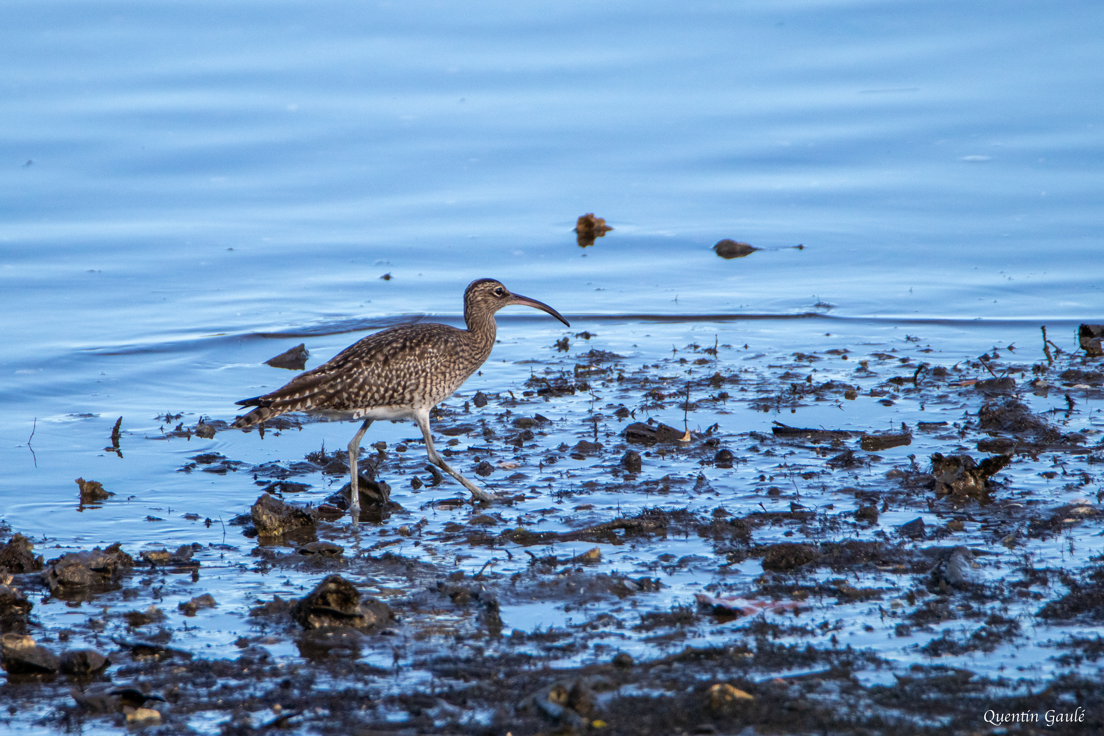 Courlis corlieu (Numenius phaeopus) - Parc écologique de Plaiaundi, Irun (Pays-Basque espagnol)