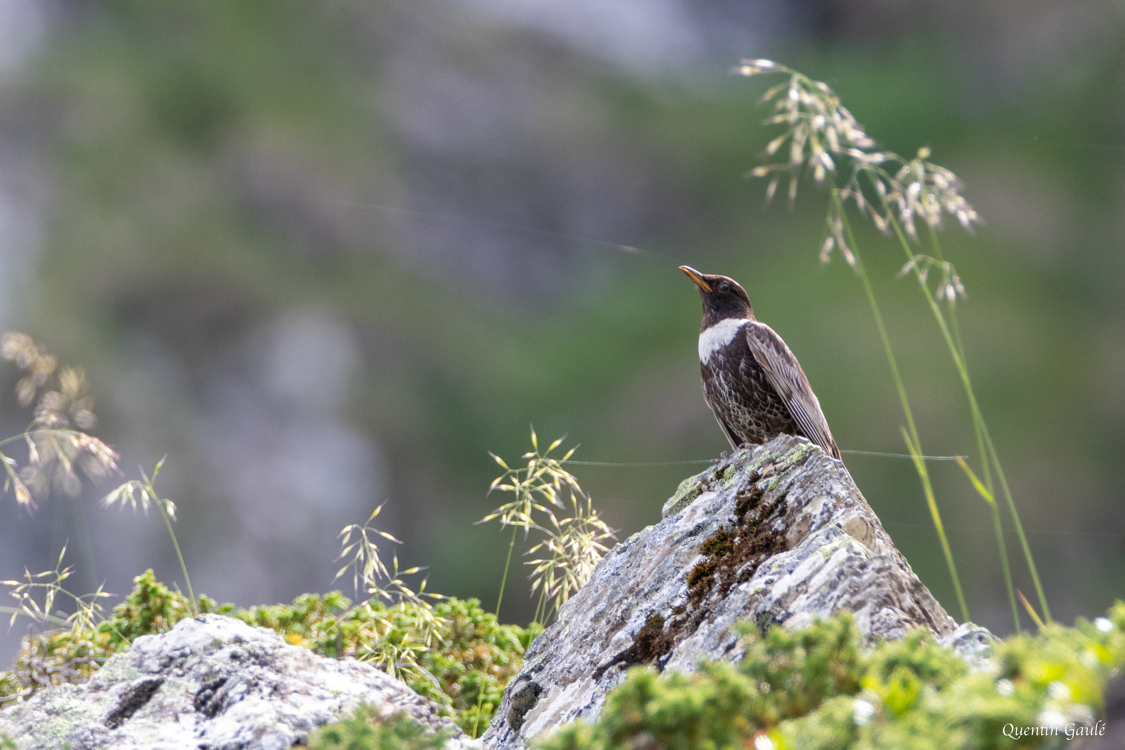 Merle à plastron (Turdus torquatus) - Étang d'Eychelle, Bethmale (09)