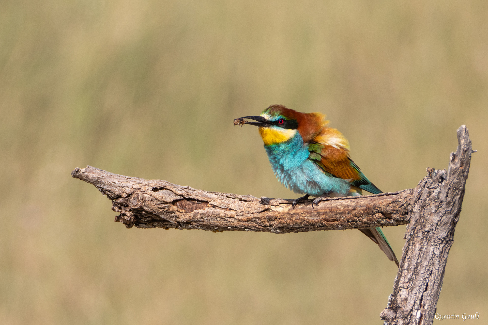 Guêpier d'Europe (Merops apiaster) - Pitillas, Navarre (Espagne)