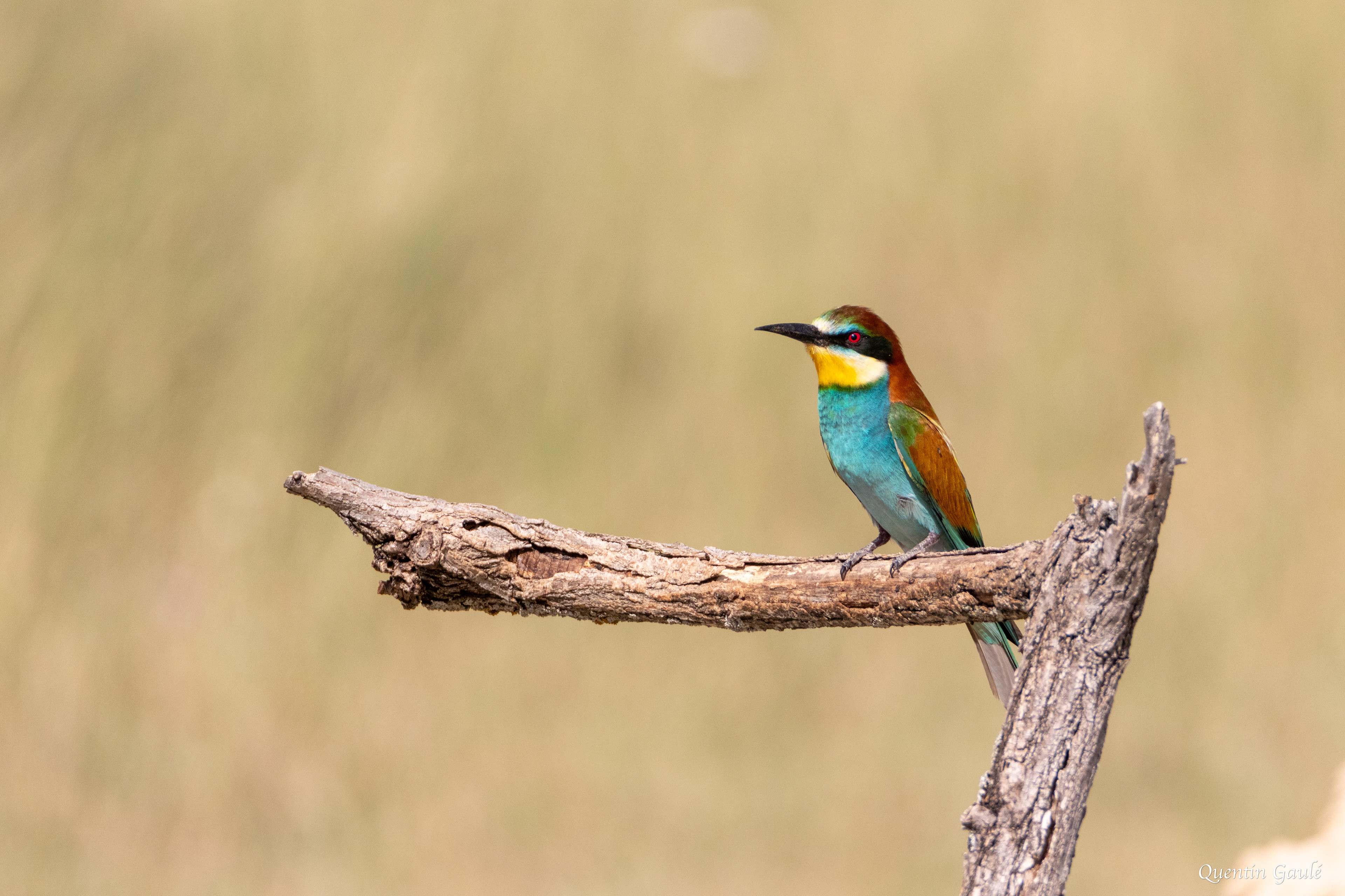 Guêpier d'Europe (Merops apiaster) - Pitillas, Navarre (Espagne)