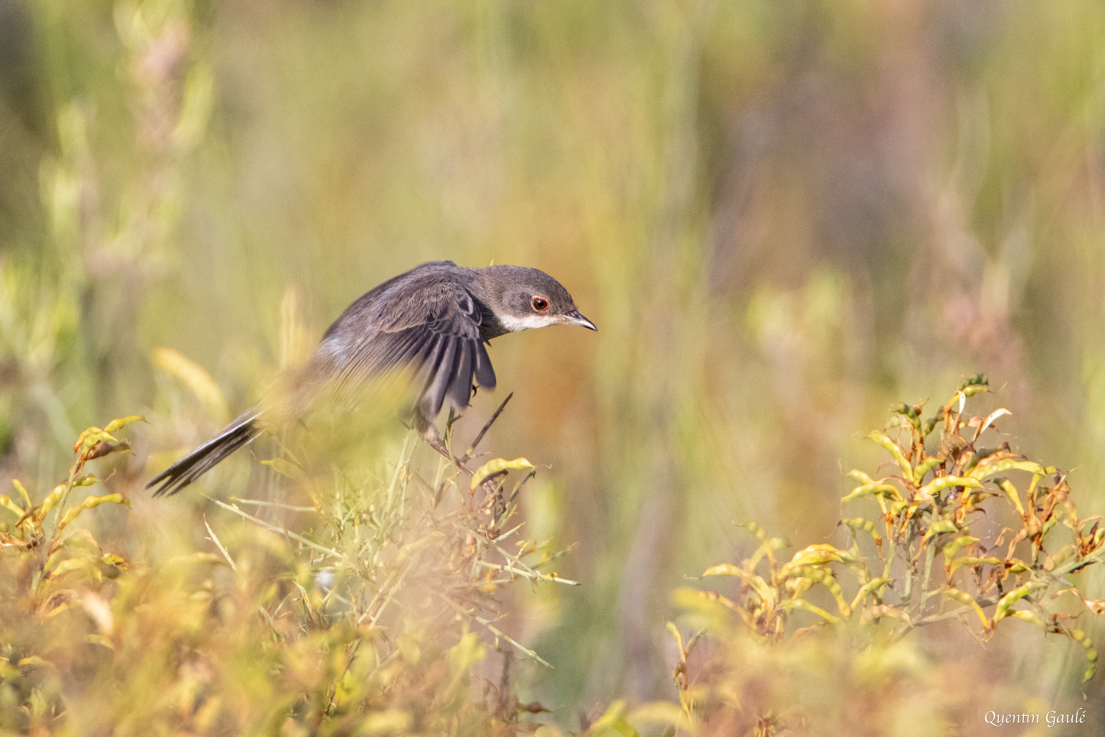 Fauvette mélanocéphale (Sylvia melanocephala) - Arguedas, Navarre (Espagne)