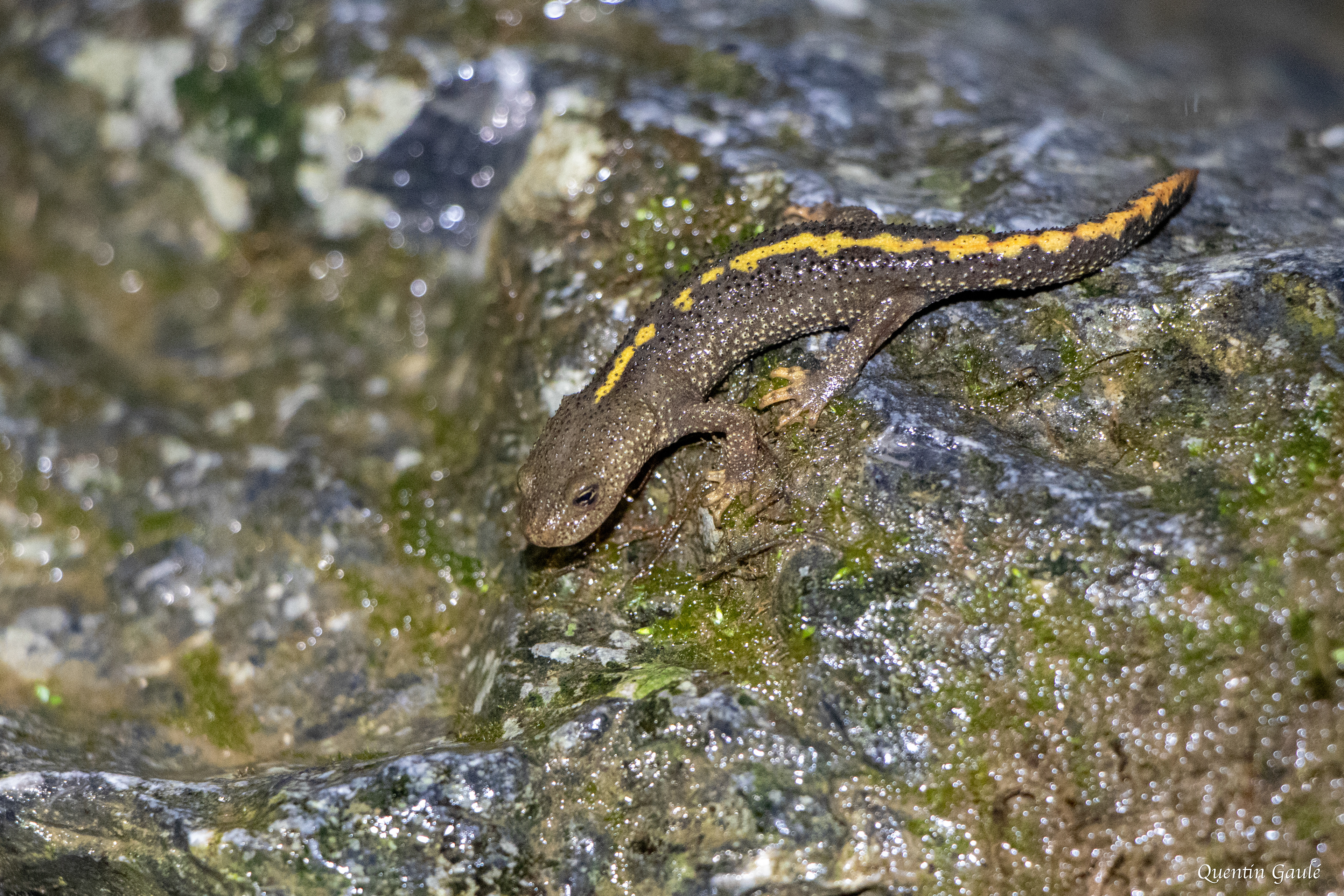 Calotriton des Pyrénées (Calotriton asper) - Sarrance (64)