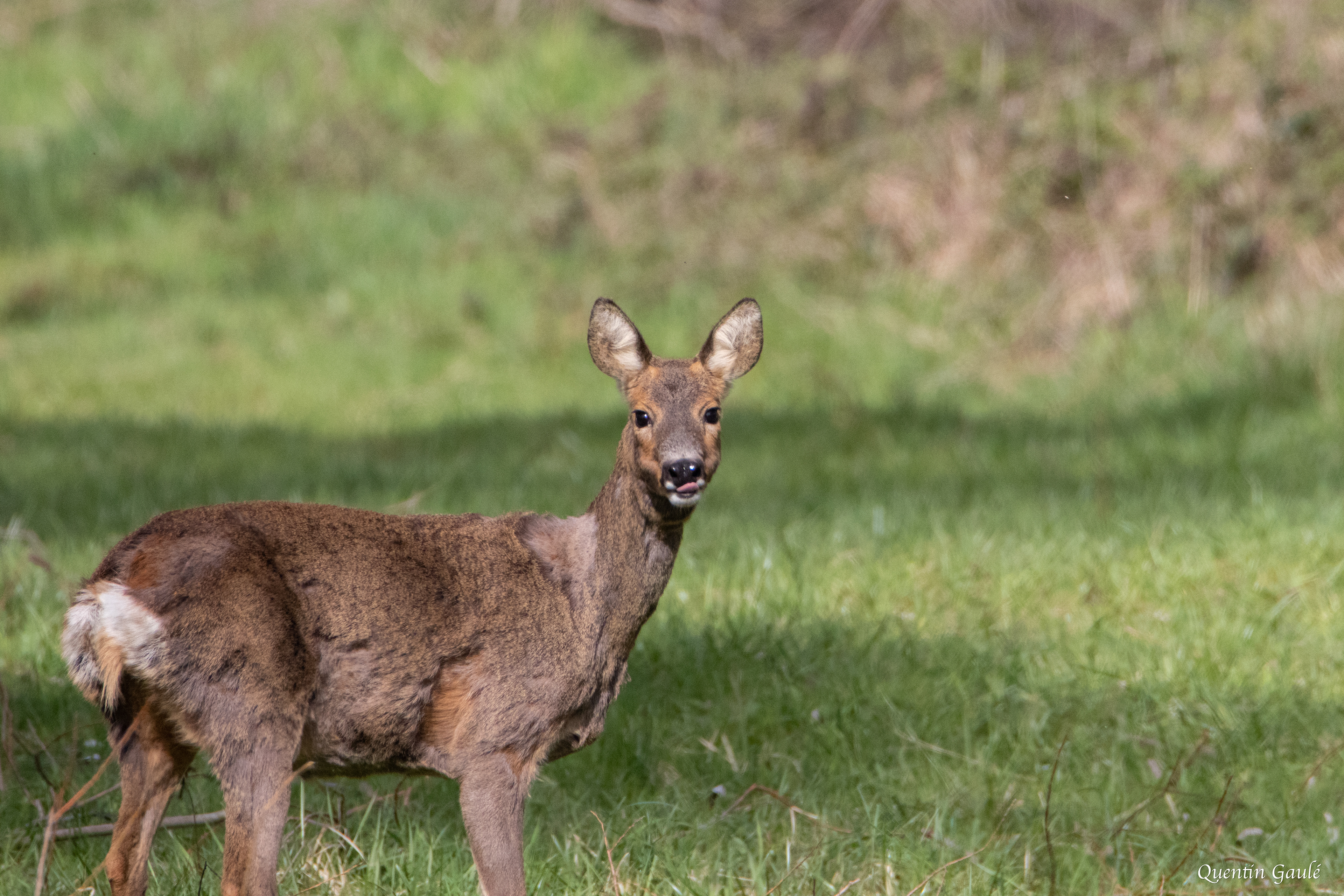 Chevreuil (Capreolus capreolus) - Droyes (52)