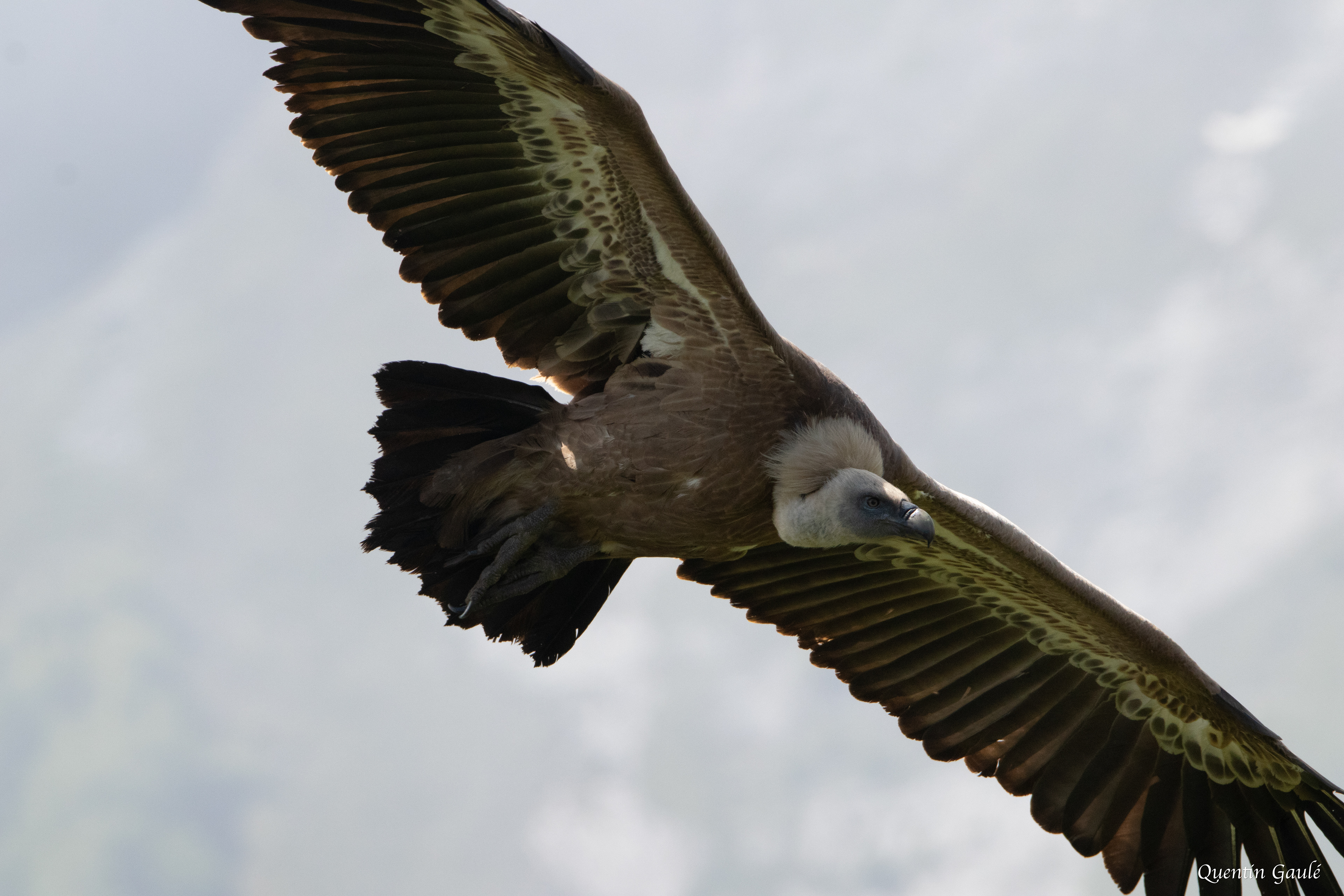Vautour fauve (Gyps fulvus) - Gourette, Eaux-Bonnes, Pyrénées-Atlantiques (64)