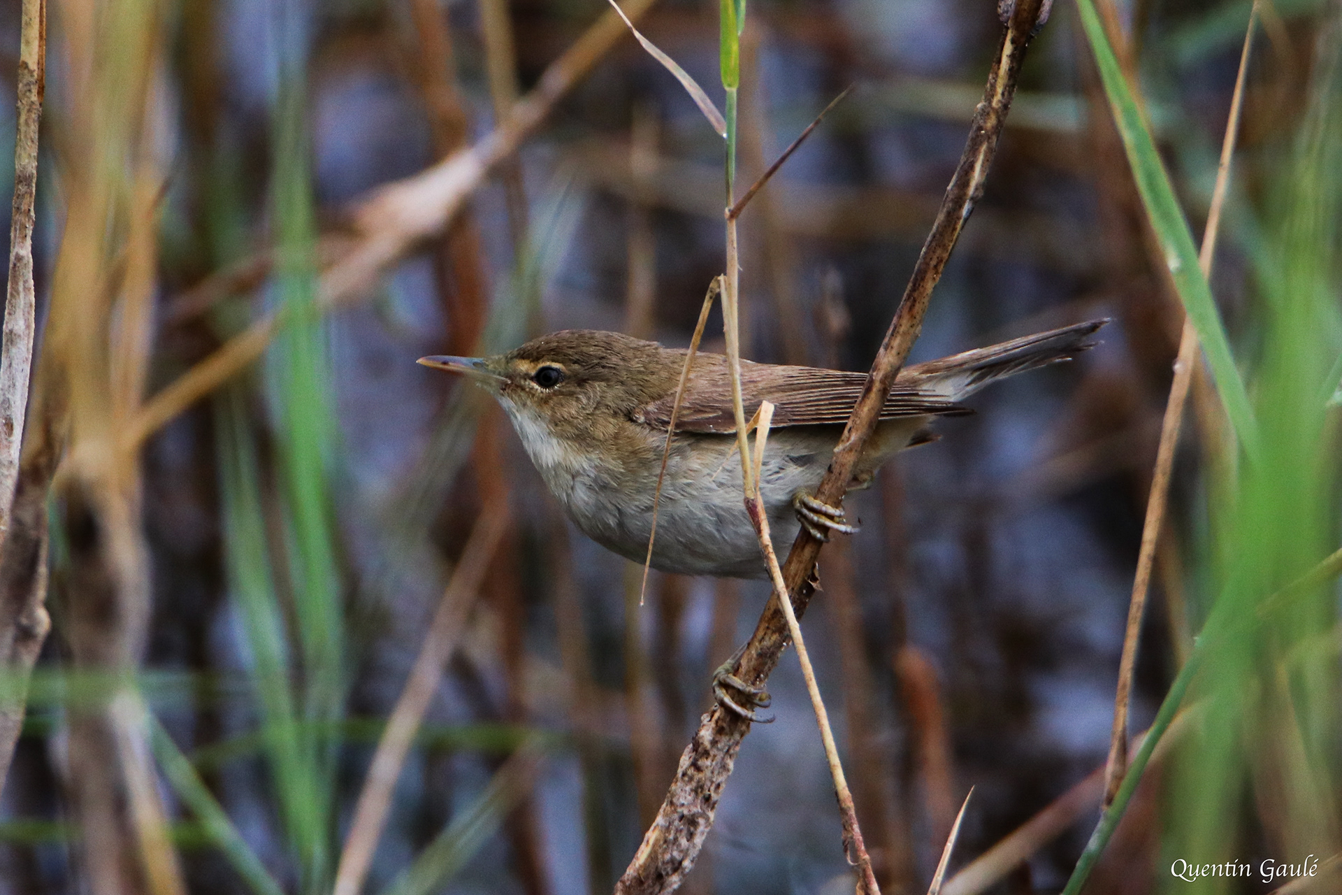 Rousserolle effarvatte (Acrocephalus scirpaceus) - Réserve Naturelle Nationale de Chérine, Indre (36)