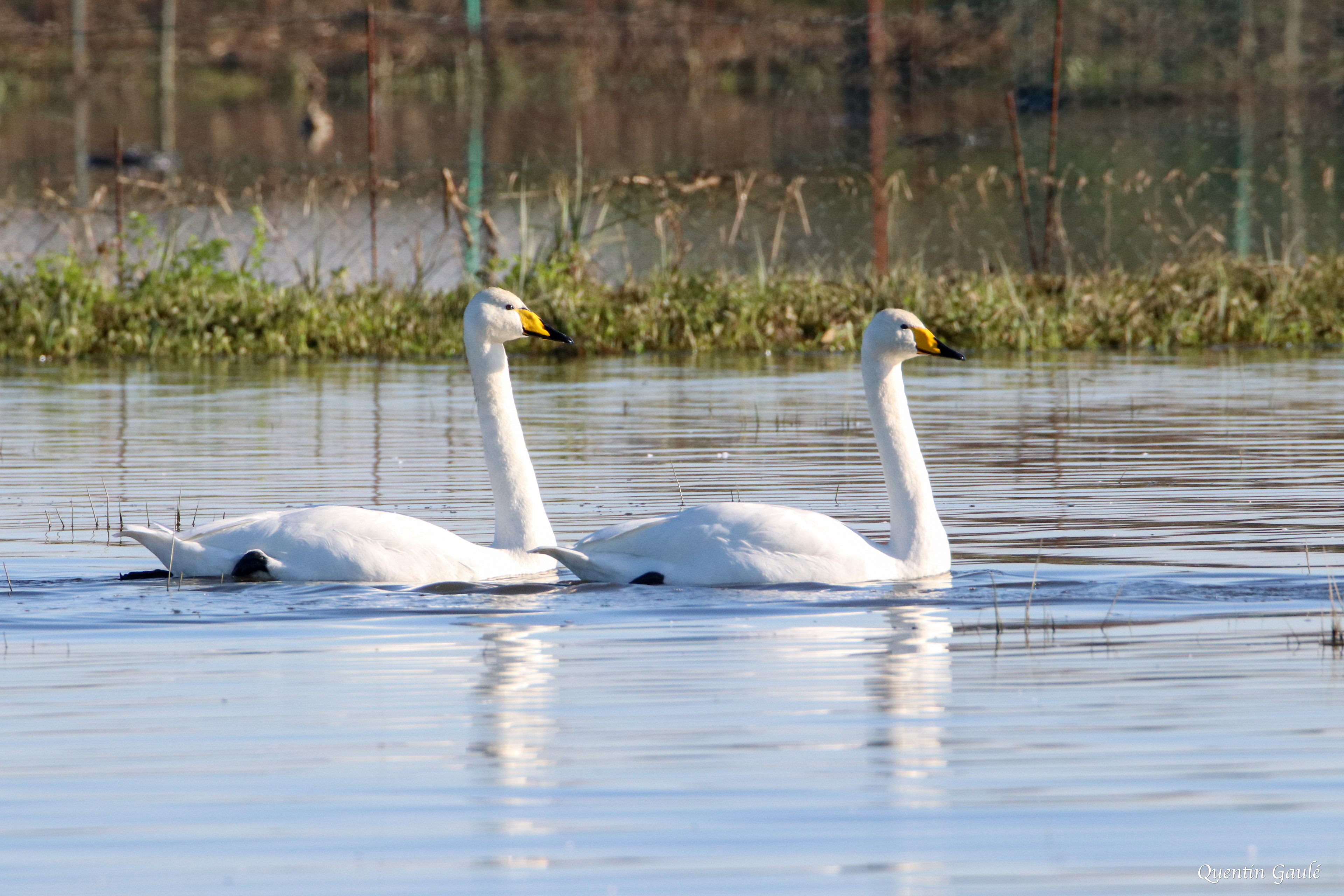 Cygne chanteur (Cygnus cygnus) - Guiche, Pyrénées-Atlantiques (64)