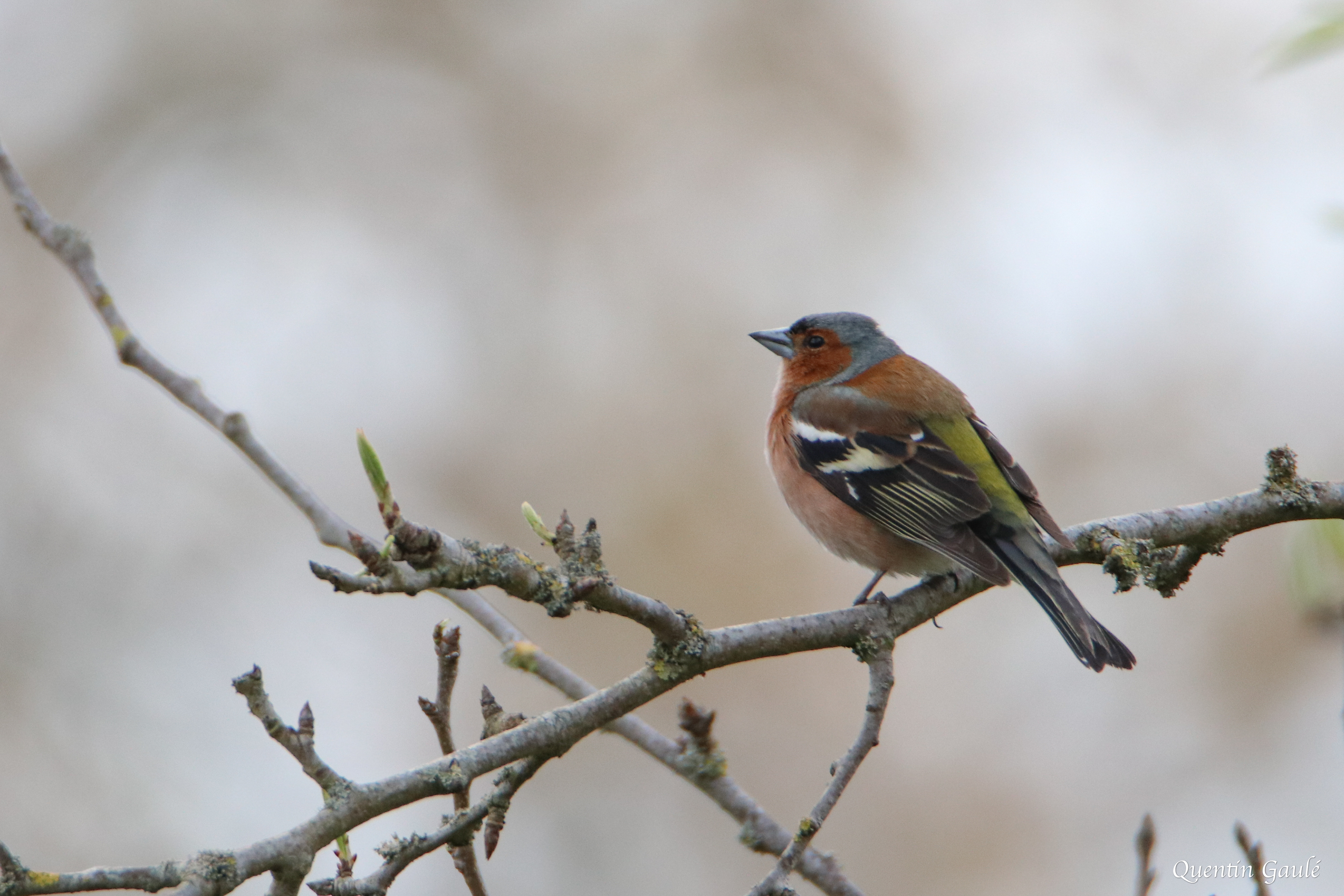 Pinson des arbres (Fringilla coelebs) - Saint-Georges-de-Chesné, Ile-et-Vilaine (35)