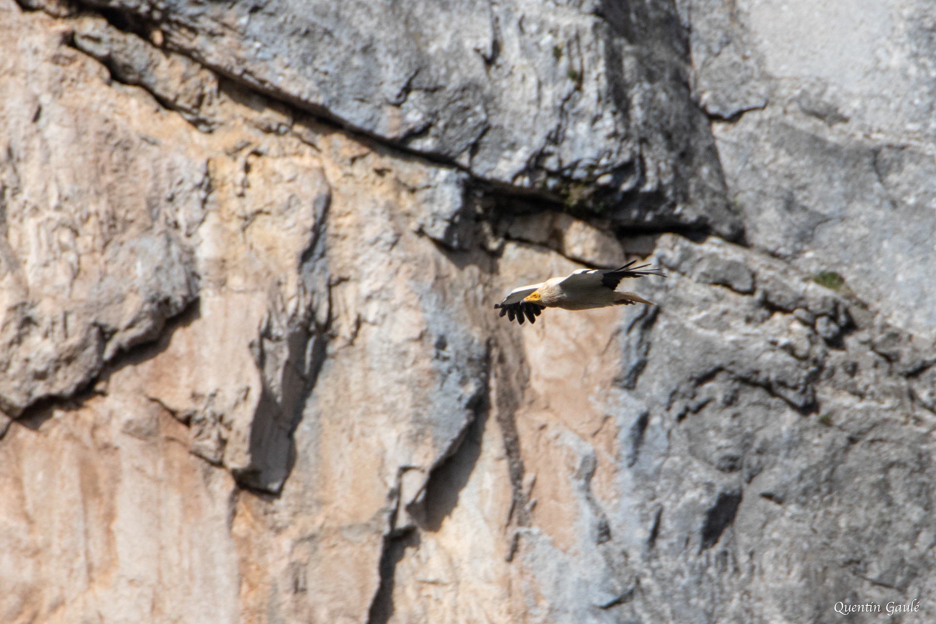 Vautour percnoptère (Neophron percnopterus) - Etsaut, Pyrénées-Atlantiques (64)