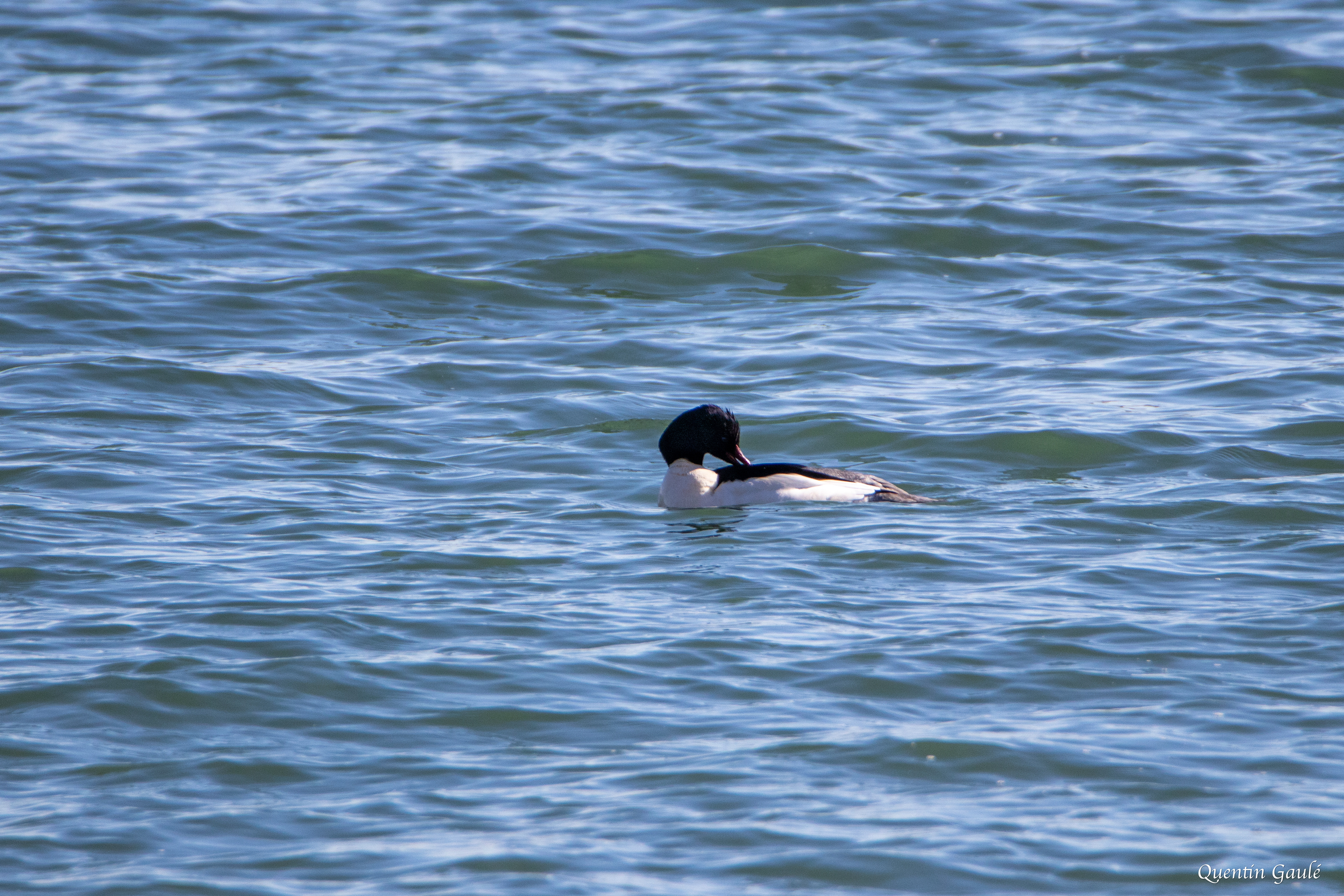 Harle bièvre (Mergus merganser) - Lac du Der-Chantecoq, Marne (51)