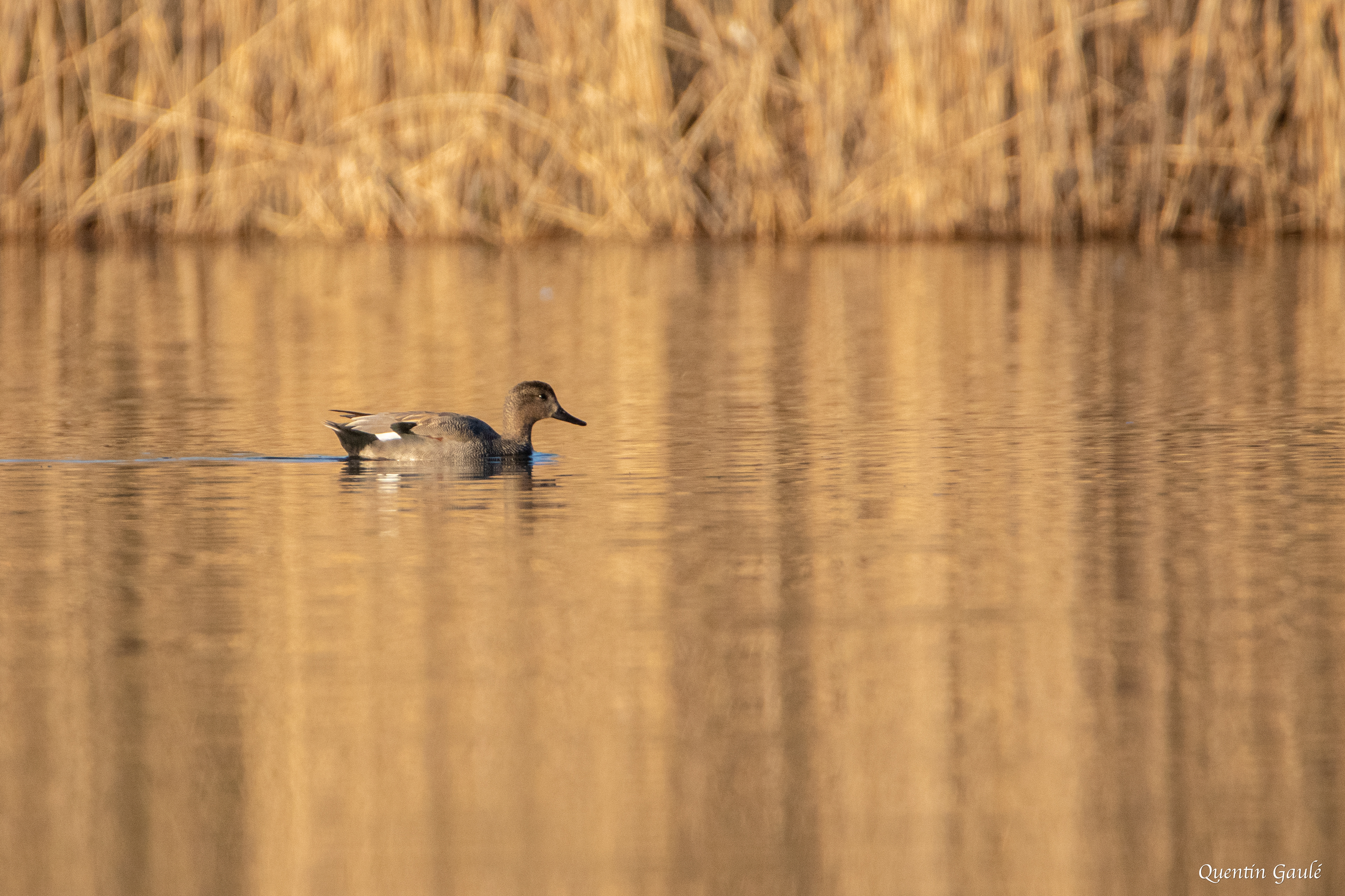 Canard chipeau (Mareca strepera) - Réserve Naturelle Nationale de l'Étang de la Horre, Aube (10)