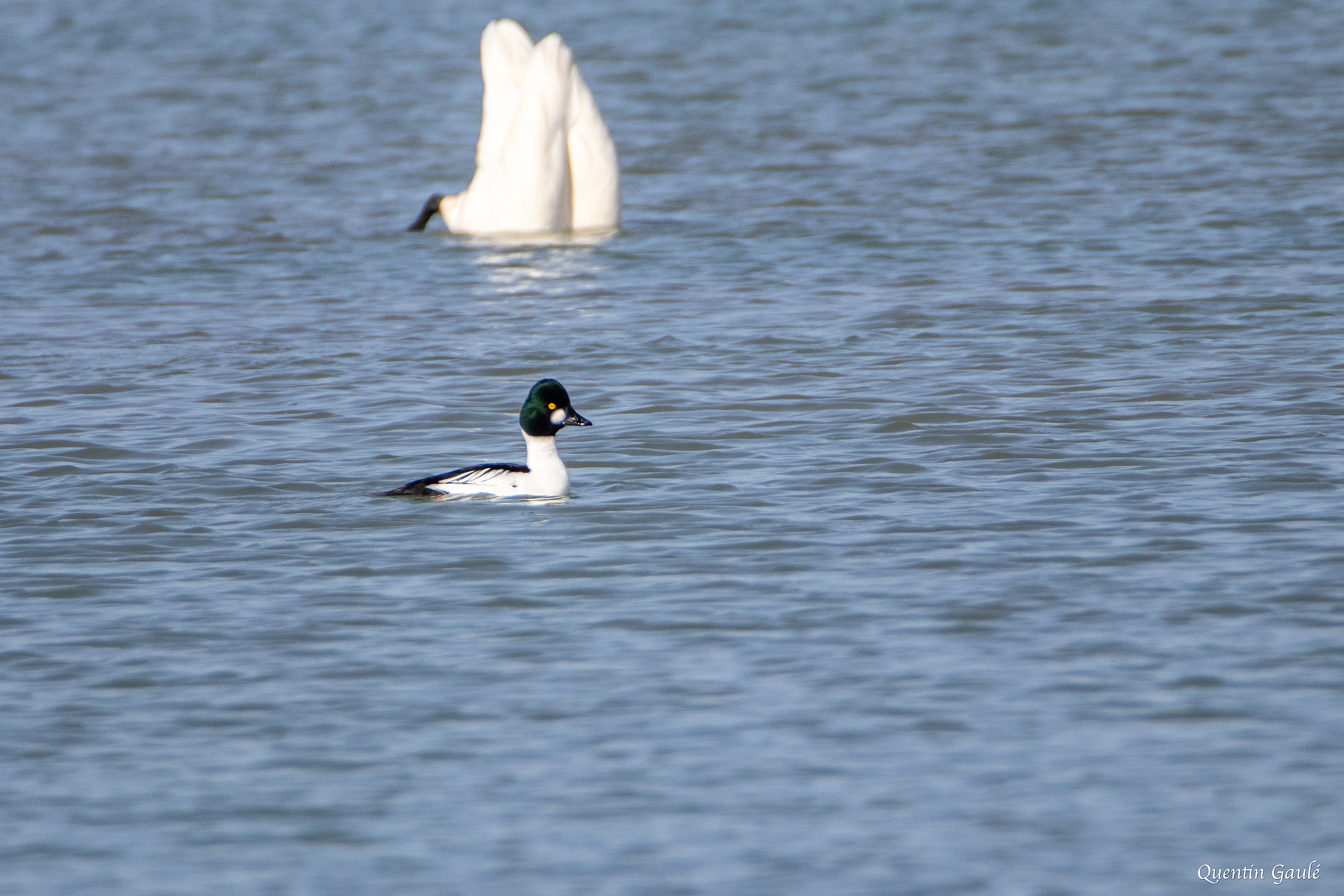 Garrot à œil d'or (Bucephala clangula) - Lac du Der-Chantecoq, Marne (51)