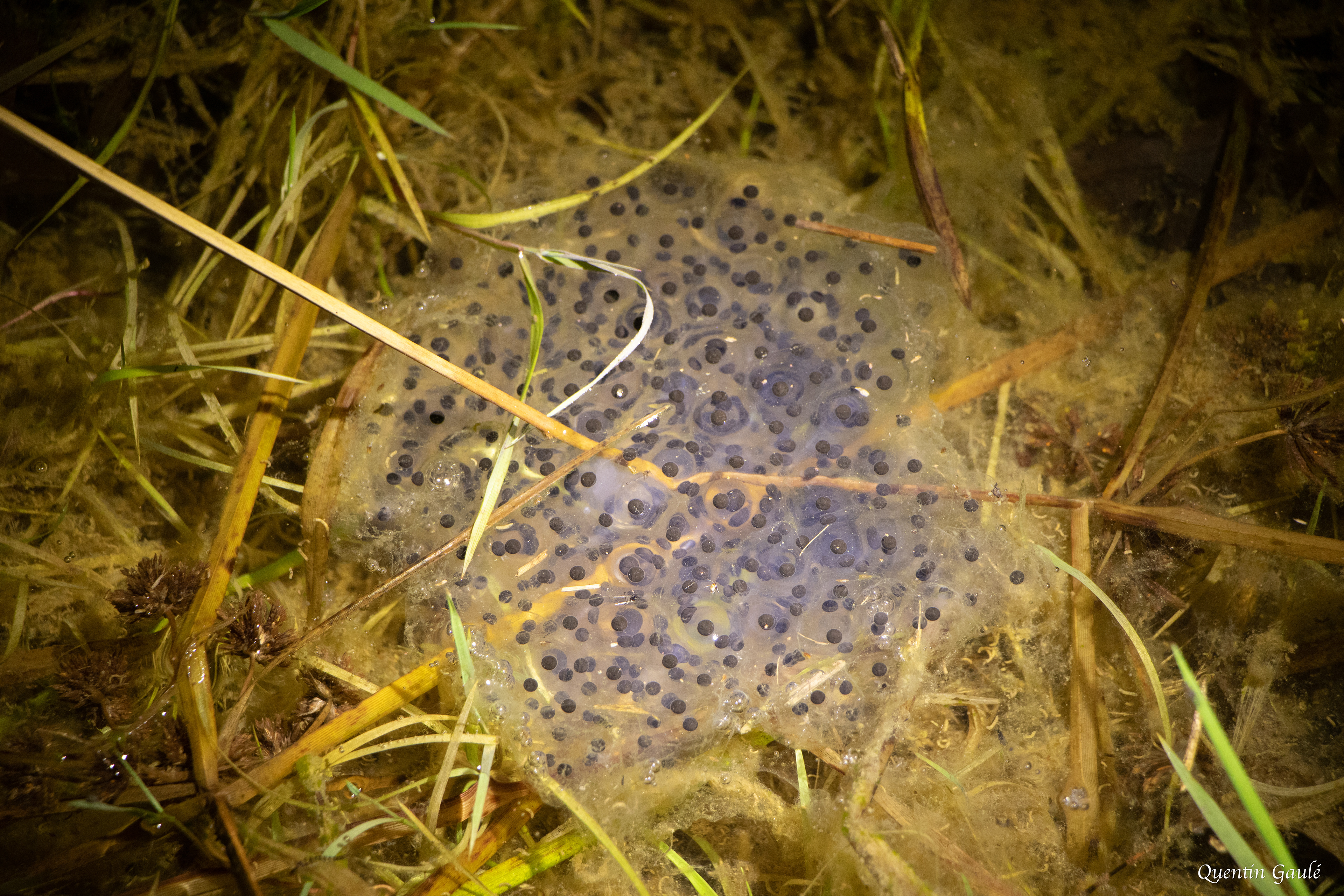 Grenouille agile (Rana dalmatina), ponte - Garlin (64)