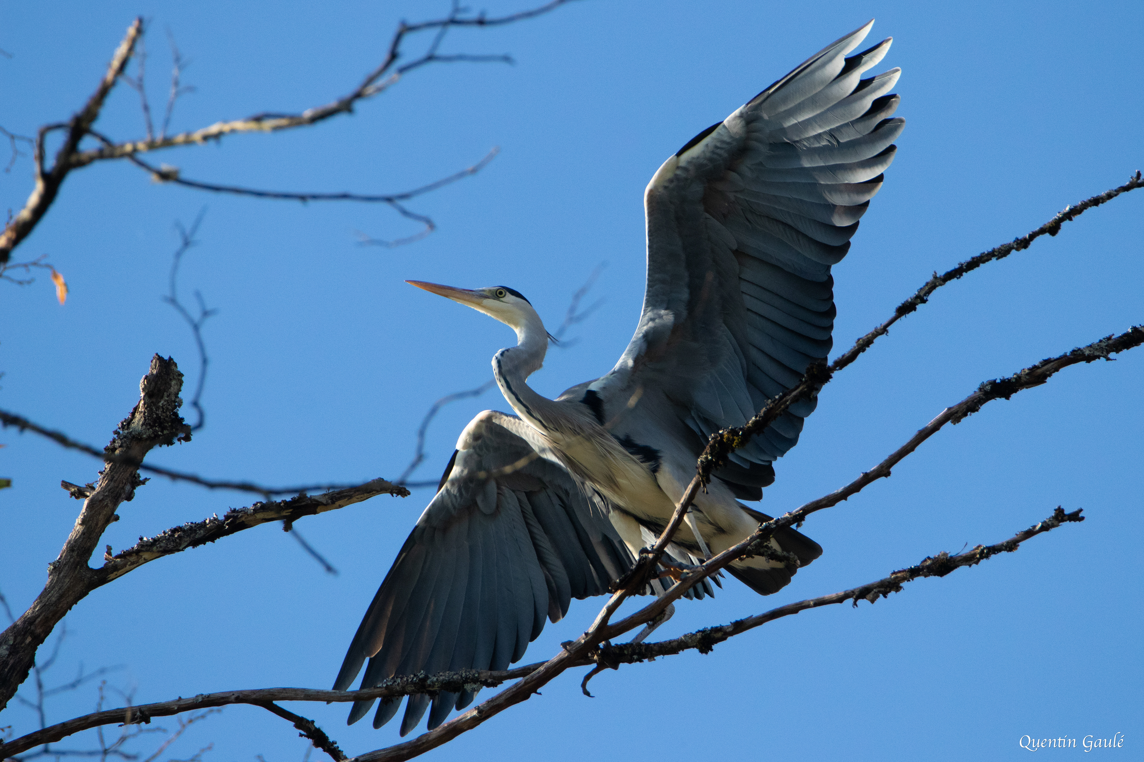 Héron cendré (Ardea cinerea) - Riaucourt, Haute-Marne (52)