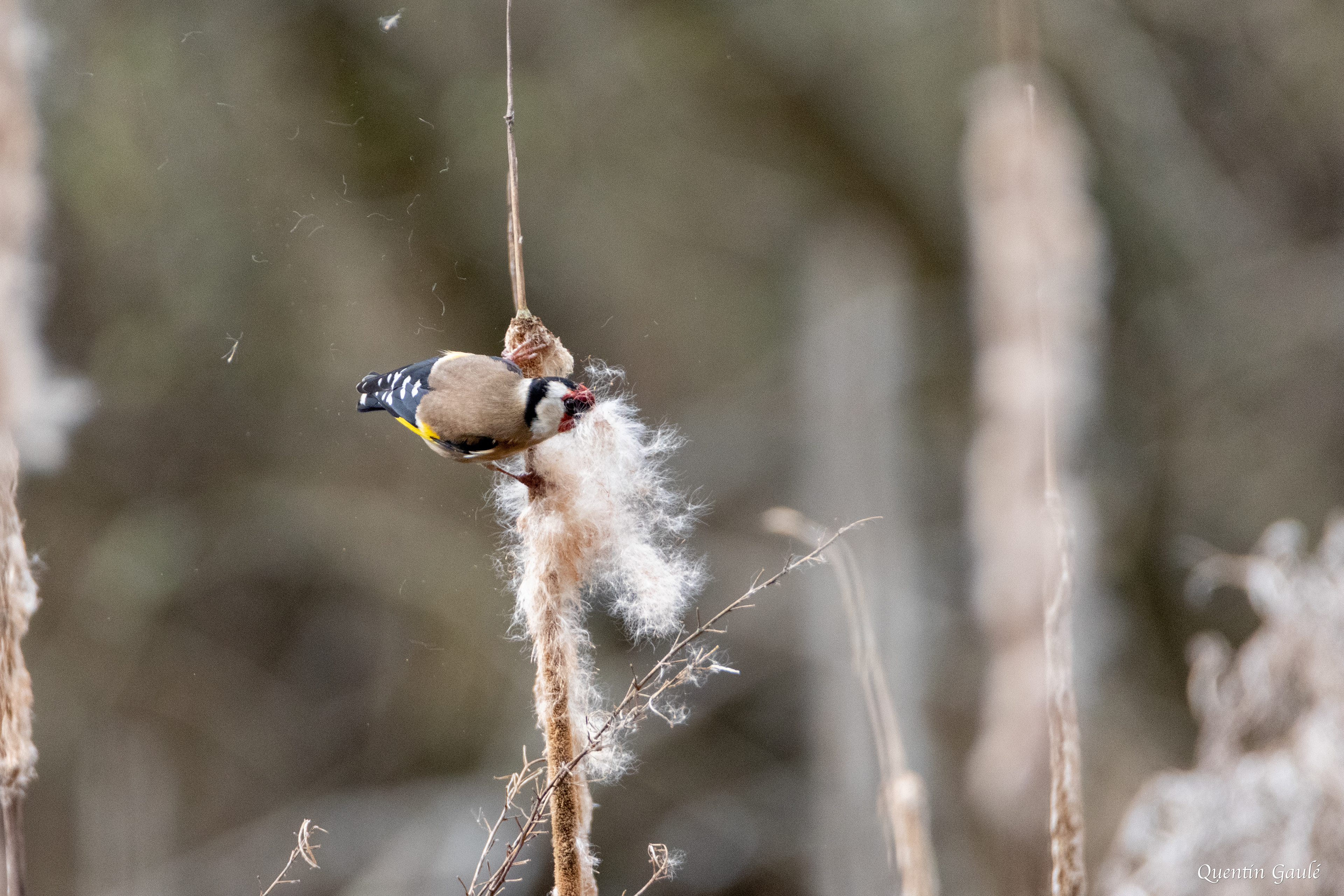 Chardonneret élégant (Carduelis carduelis) - Limoges, Haute-Vienne (87)