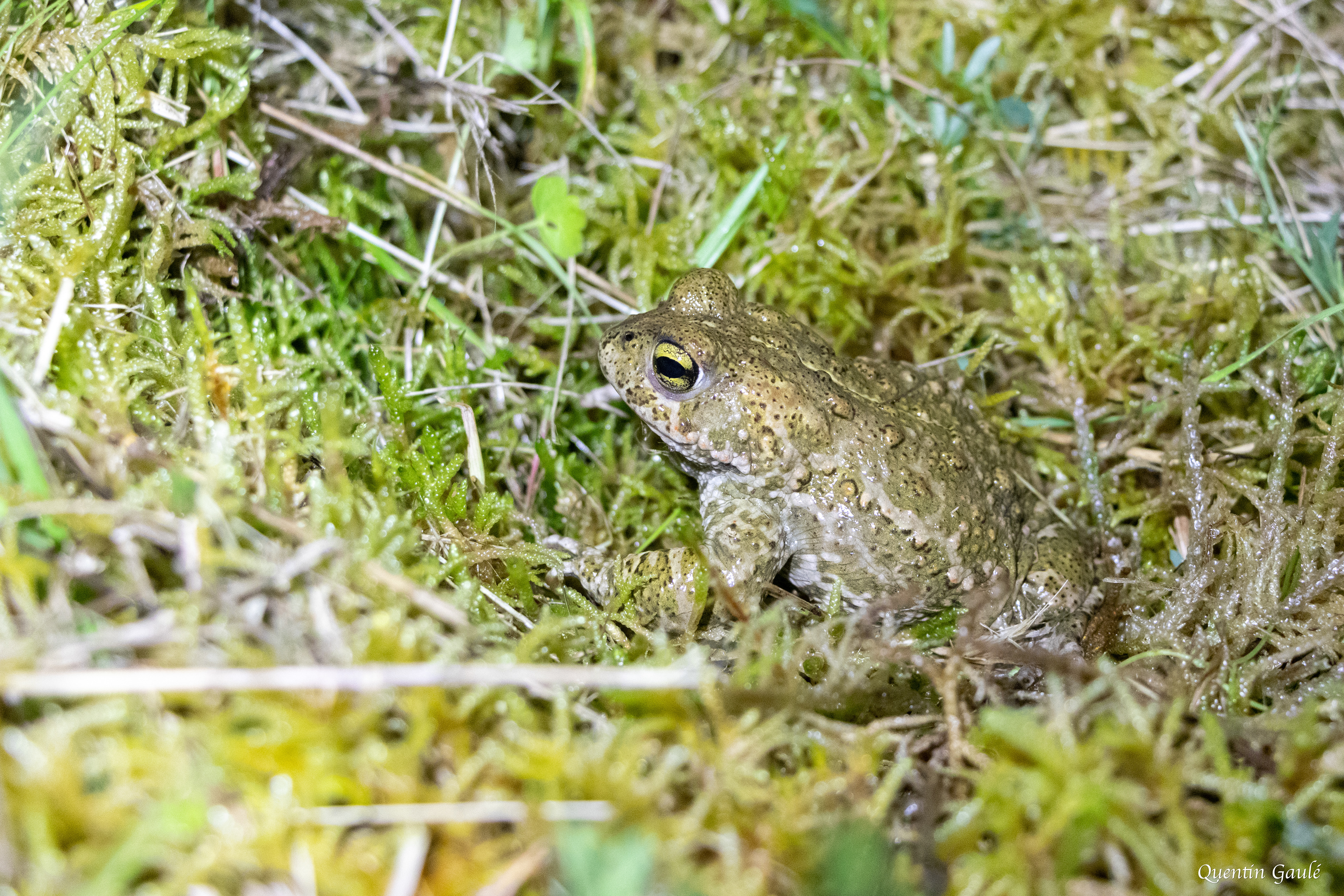 Crapaud calamite (Epidalea calamita) - Brive-la-Gaillarde (19)