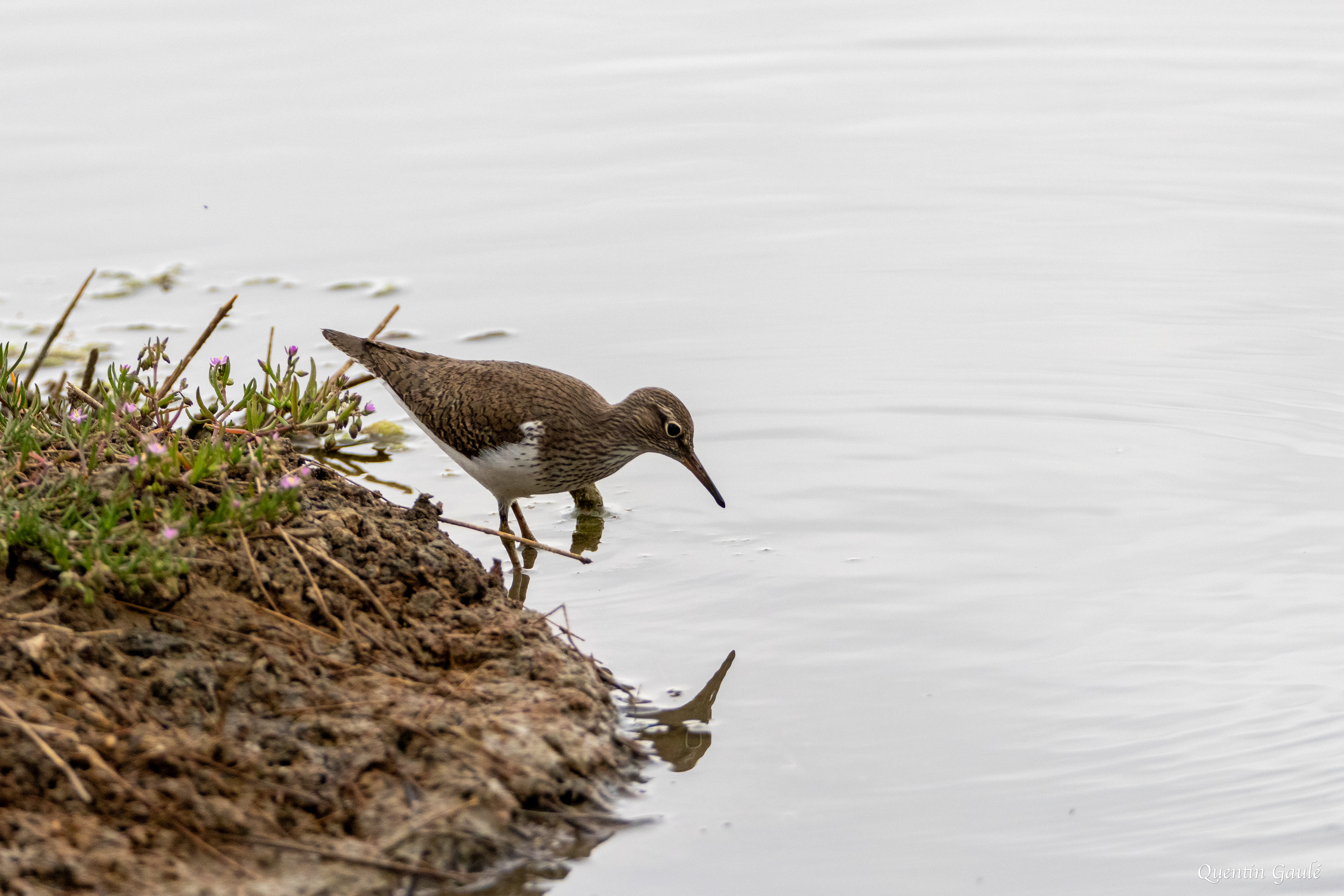 Chevalier guignette (Actitis hypoleucos) - Réserve ornithologique du Teich, Gironde (33)