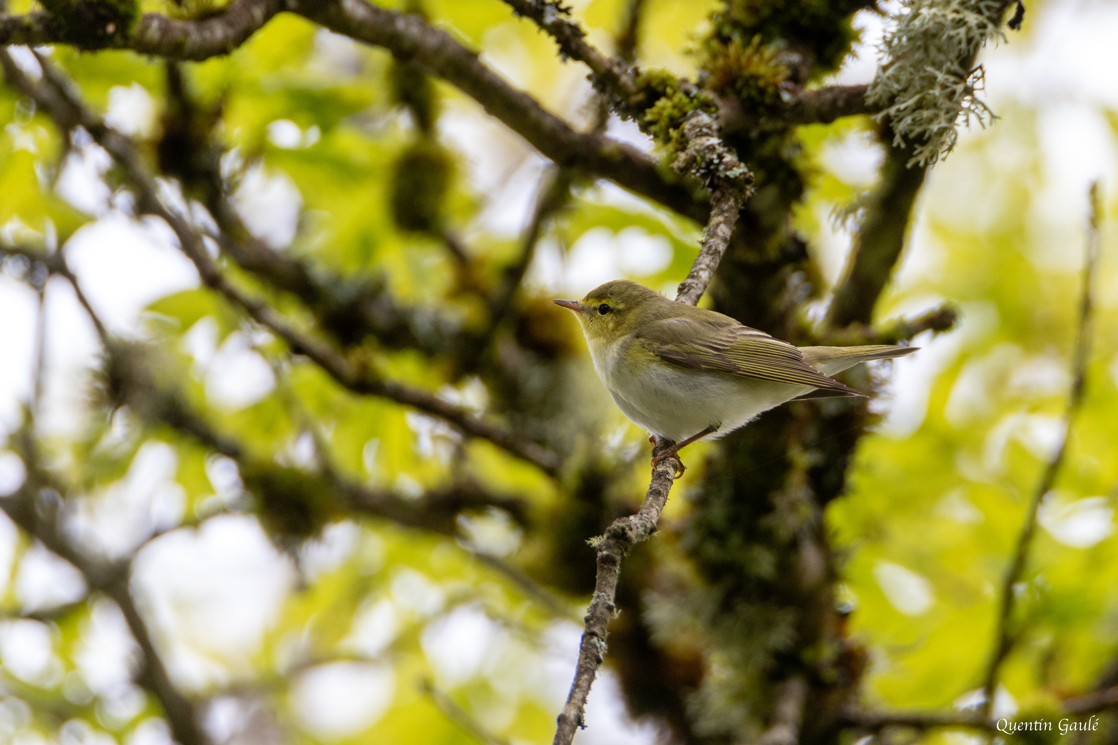 Pouillot siffleur (Phylloscopus sibilatrix) - Saint-Pardoux-Morterolles (23)