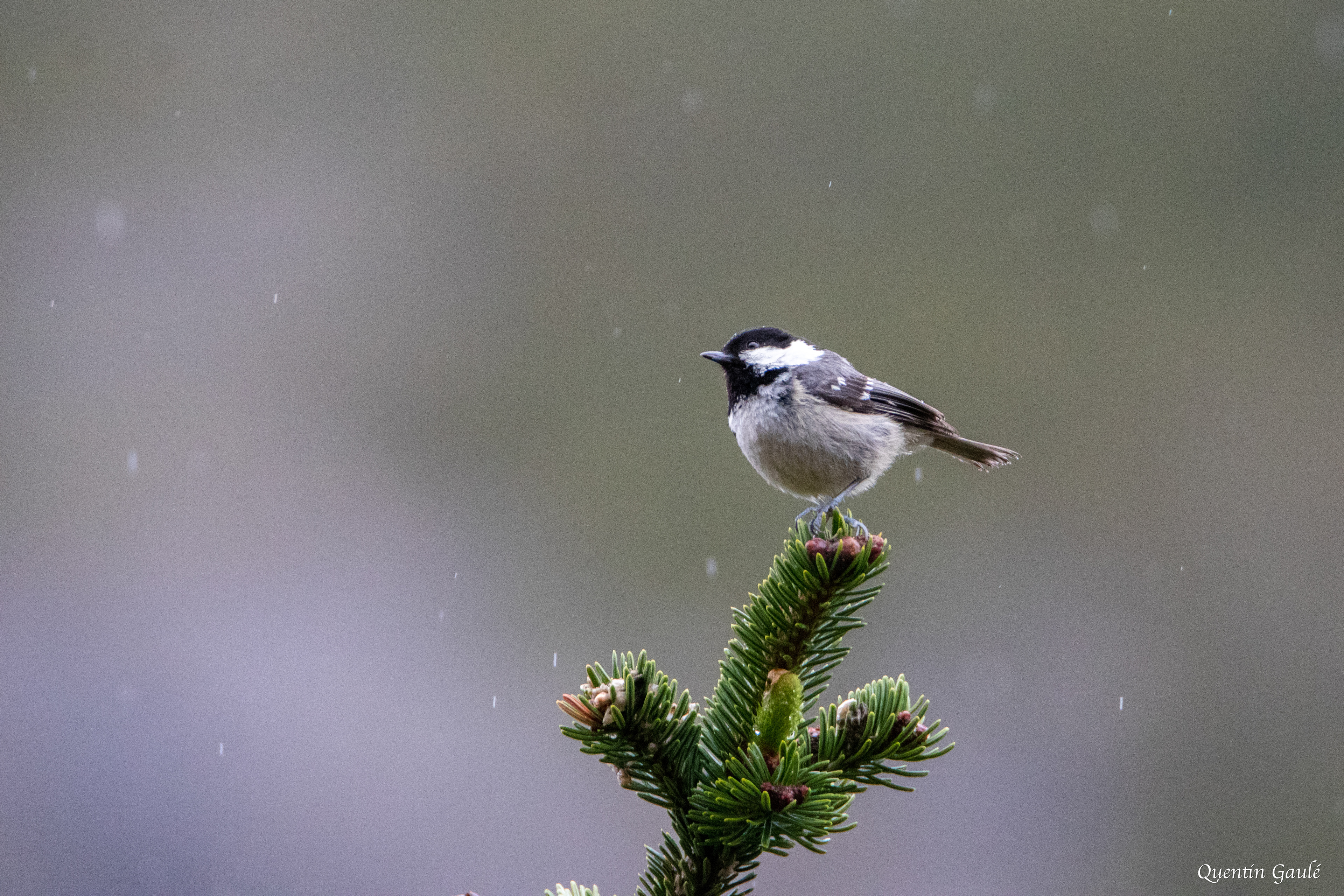 Mésange noire (Periparus ater) - Etsaut (64)