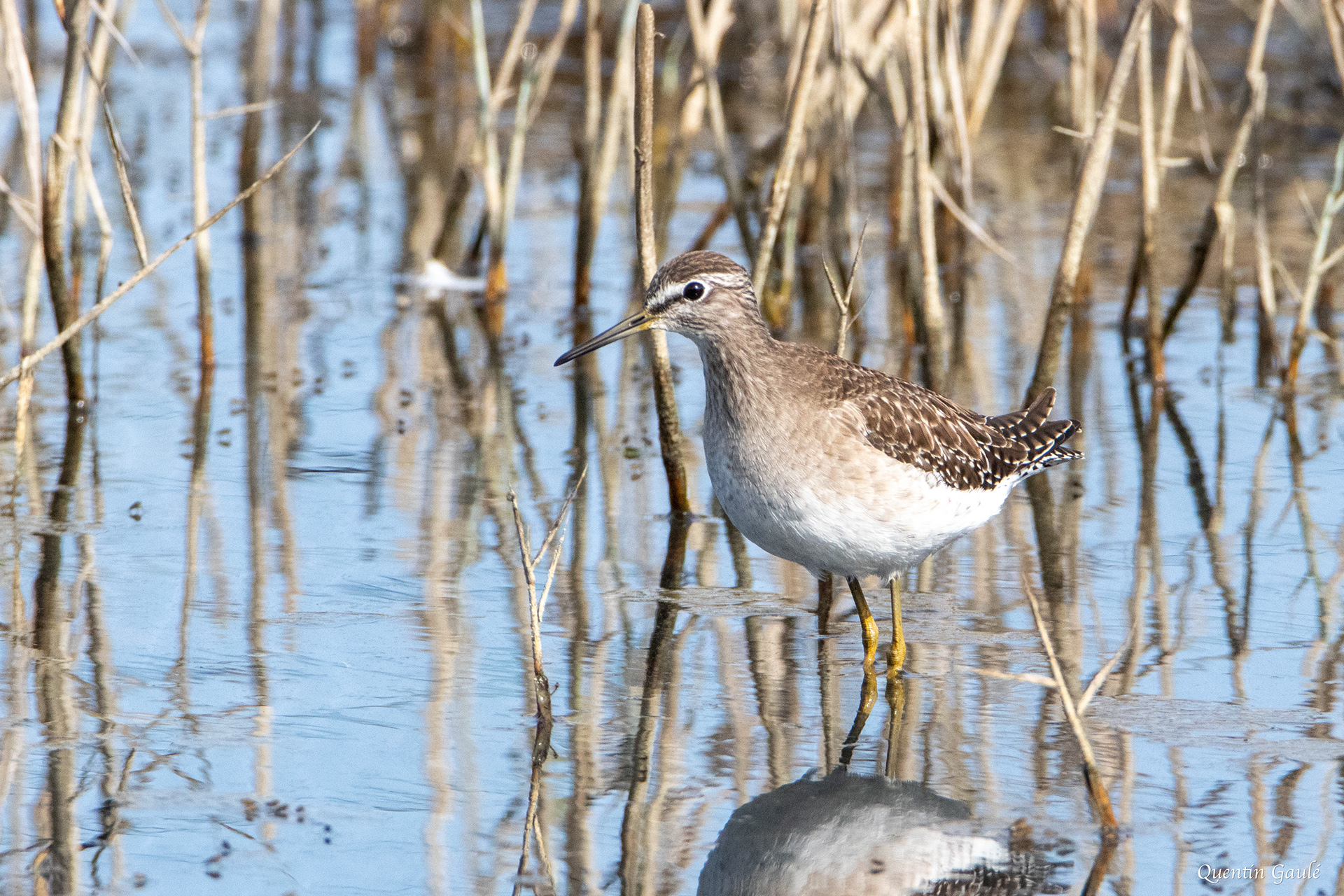 Chevalier sylvain (Tringa glareola) - Réserve ornithologique du Teich (33)