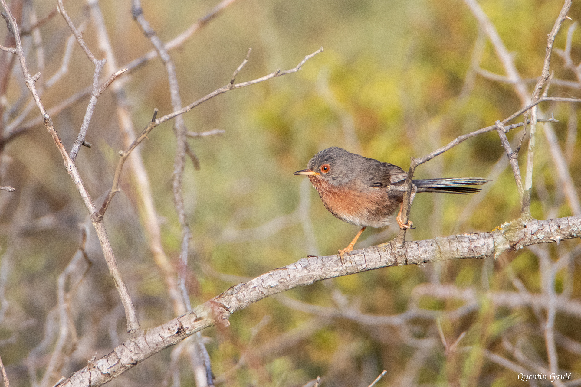 Fauvette pitchou (Sylvia undata) - Arguedas, Navarre (Espagne)