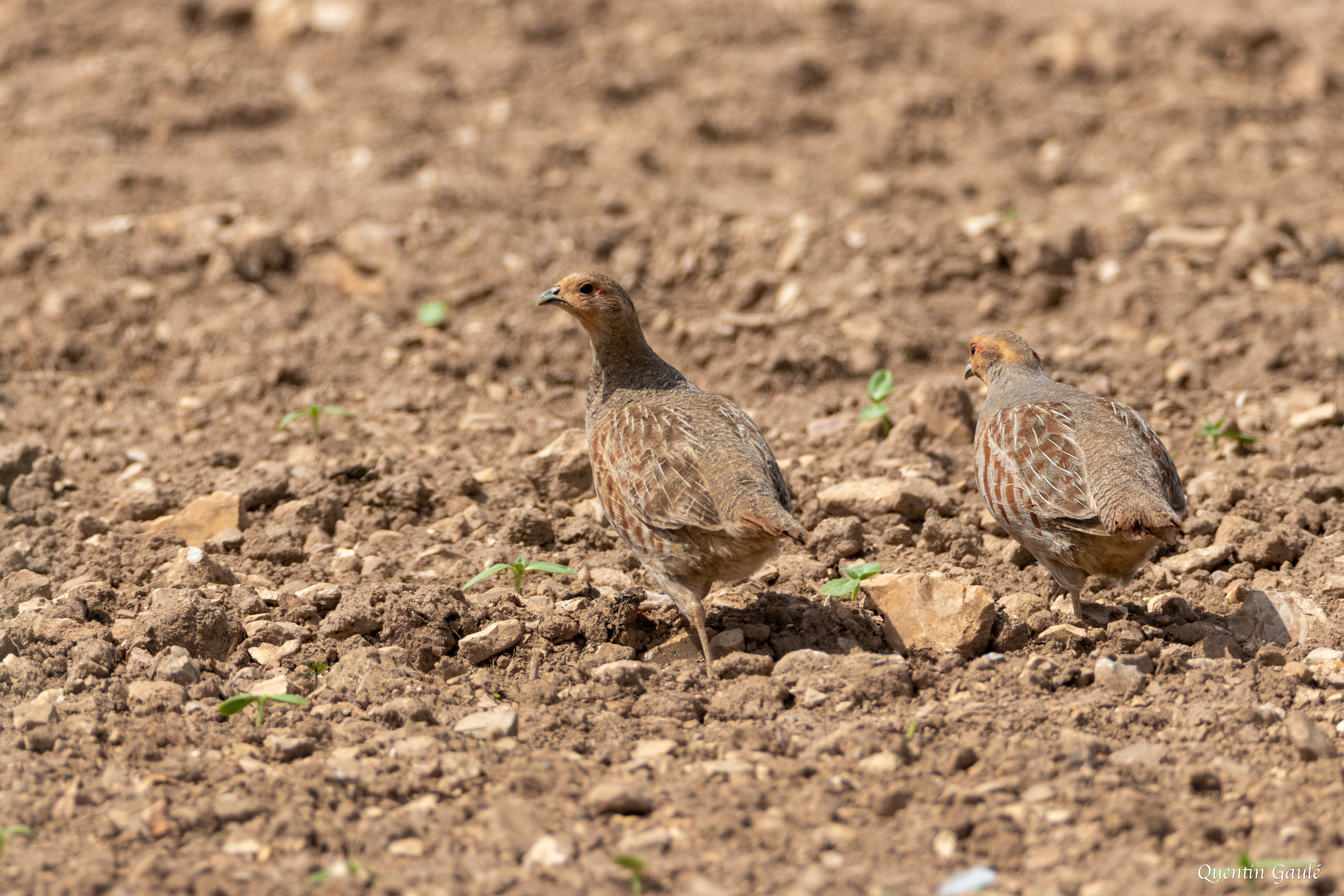 Perdrix grise (Perdix perdix) - Lizant, Charente (16)