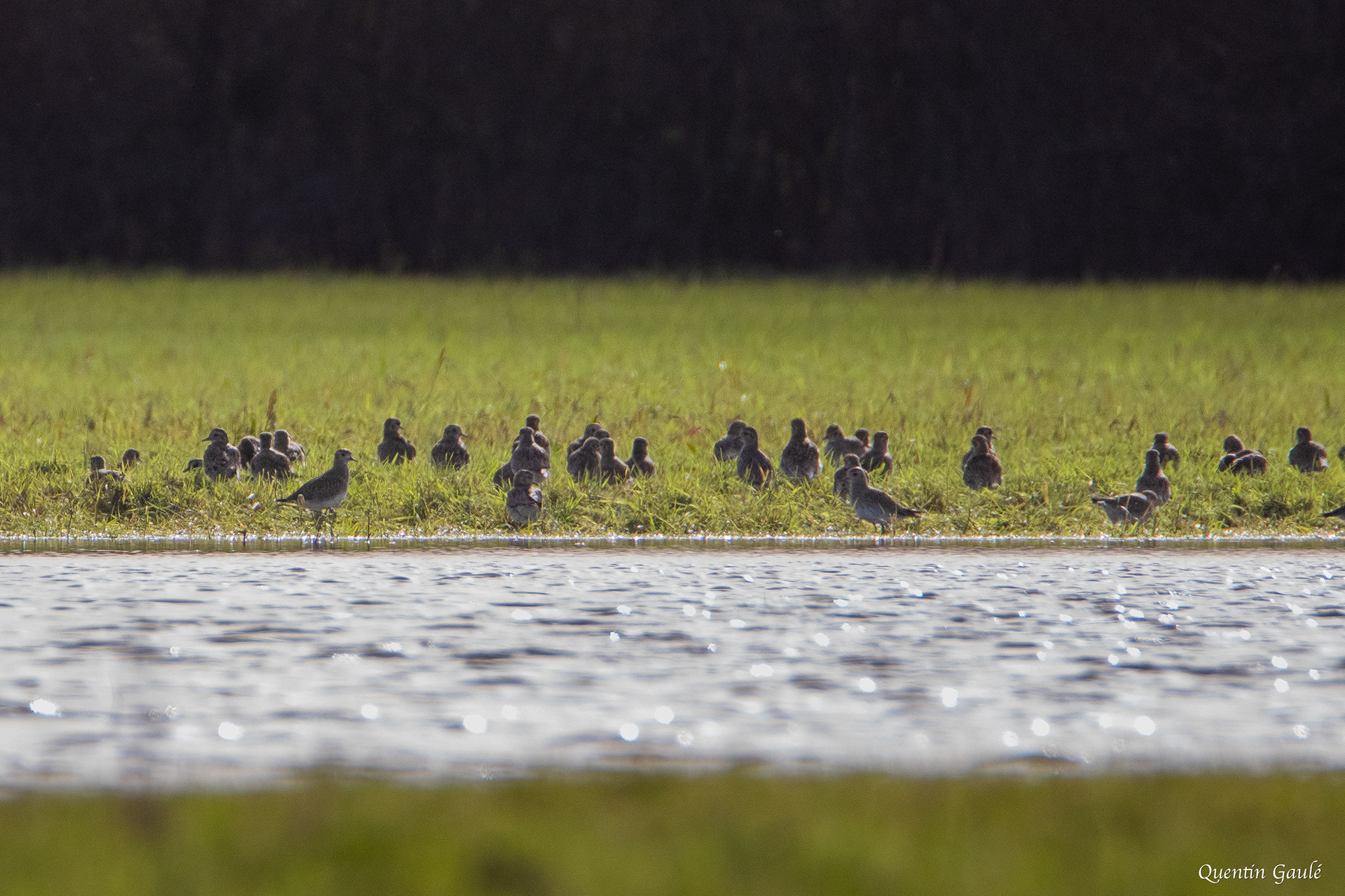 Pluvier doré (Pluvialis apricaria) - Réserve Naturelle Nationale de l'Étang de la Horre (10)