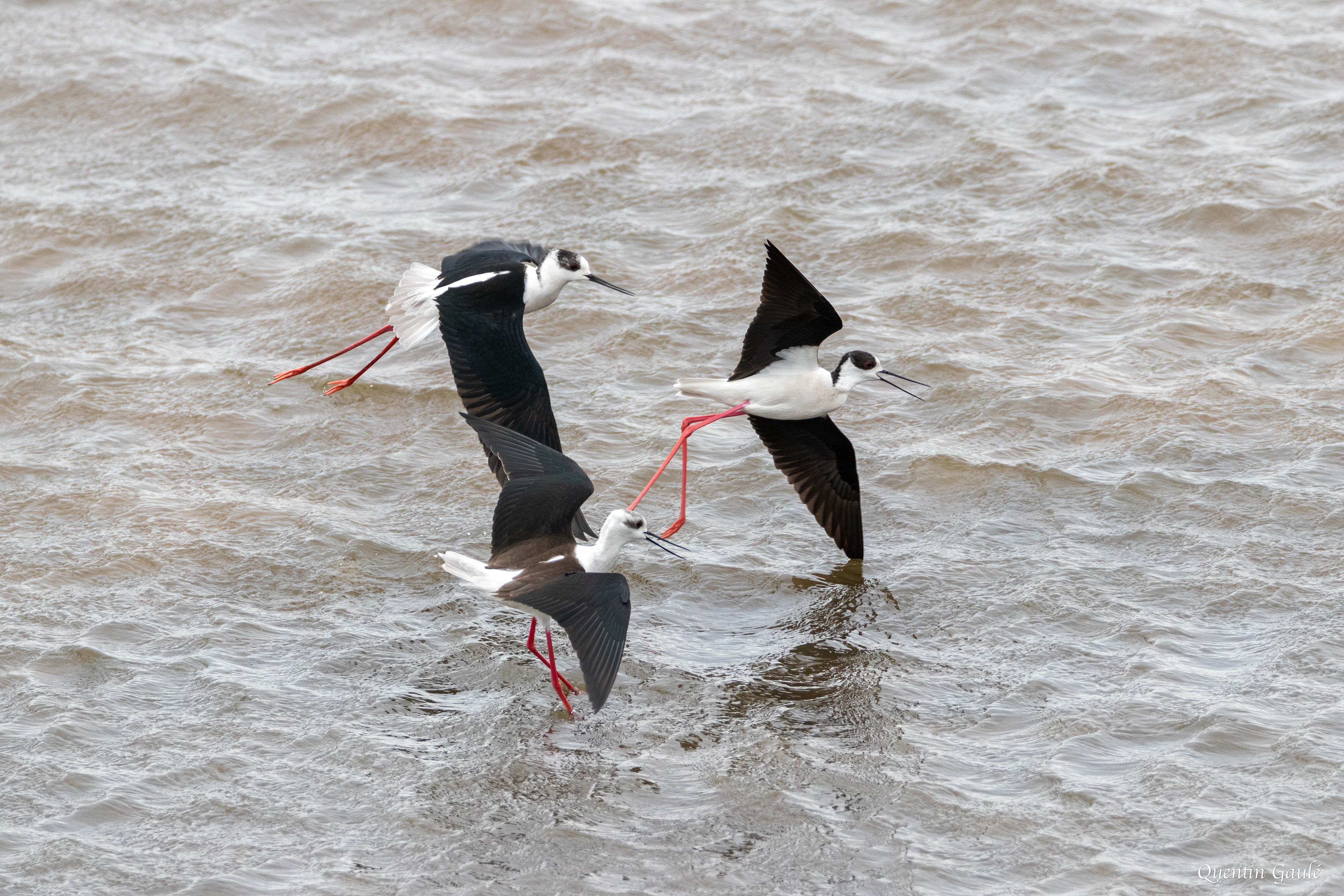 Échasse blanche (Himantopus himantopus) - Réserve Naturelle Nationale de Chérine, Indre (36)