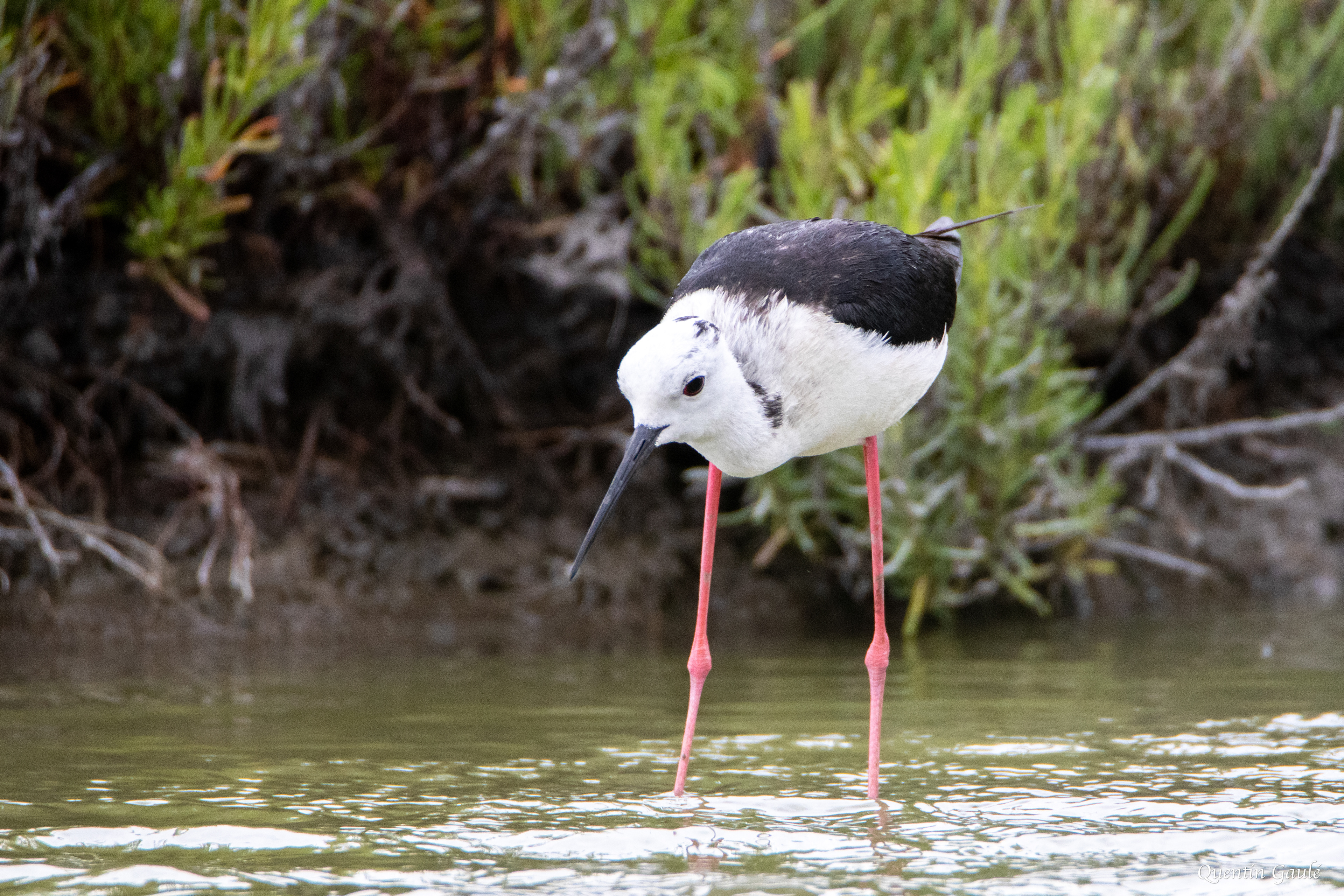 Échasse blanche (Himantopus himantopus) - Parc ornithologique du Pont de Gau, Bouches-du-Rhône (13)