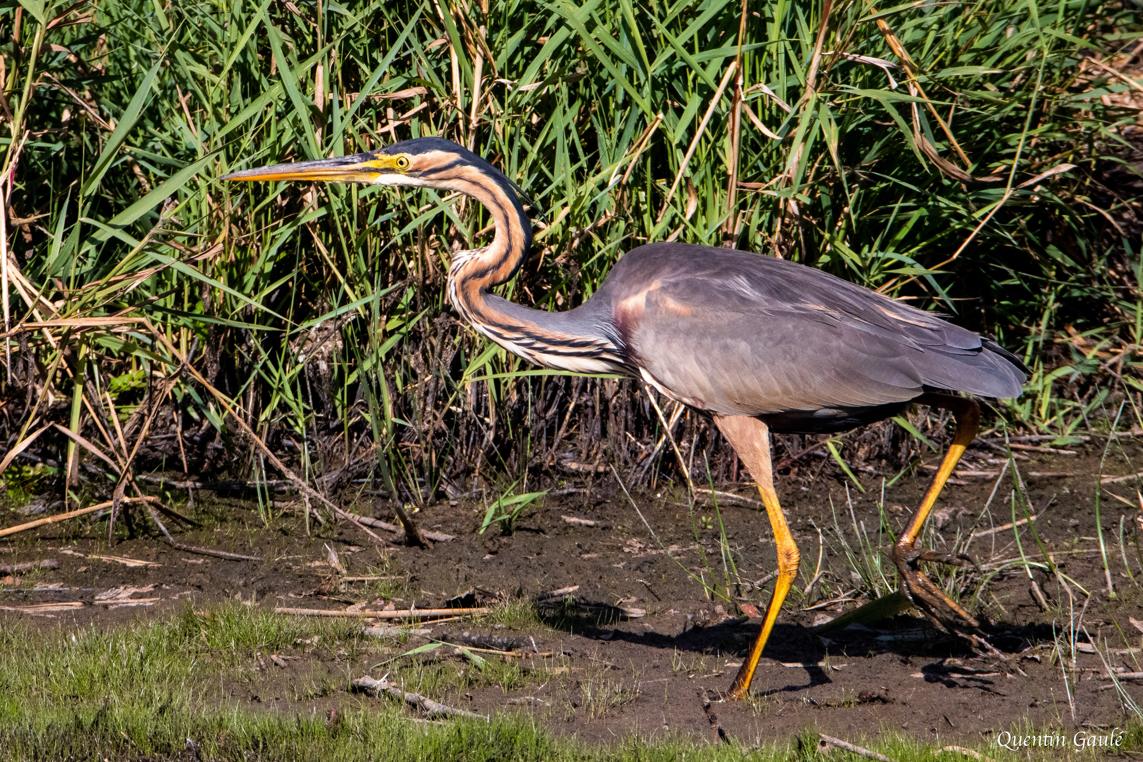Héron pourpré (Ardea purpurea) - Réserve Naturelle Nationale de Chérine, Indre (36)