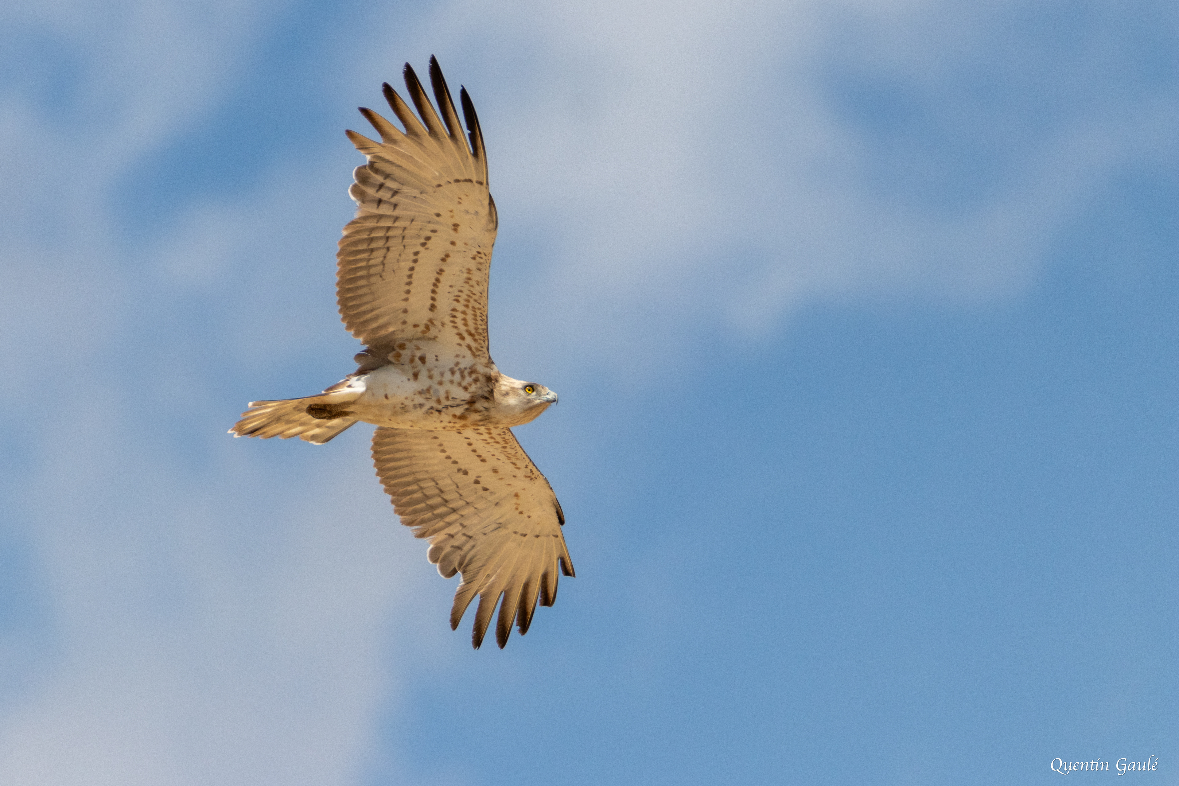 Circaète Jean-le-Blanc (Circaetus gallicus) - Pitillas, Navarre (Espagne)