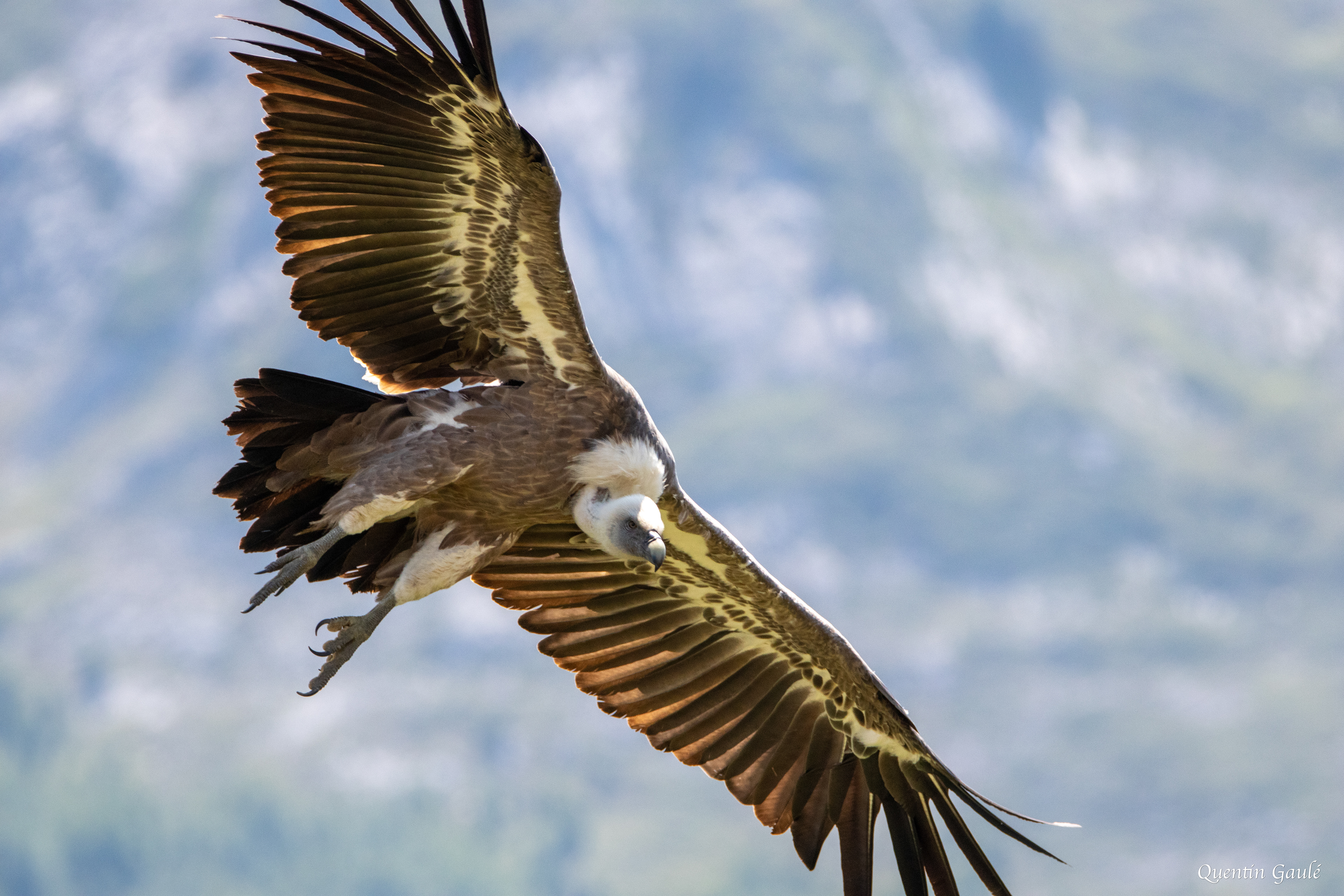 Vautour fauve (Gyps fulvus) - Gourette, Eaux-Bonnes (64)